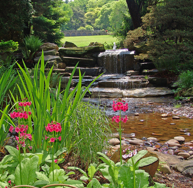 Morris Arboretum plants and stream looking into a field of green.