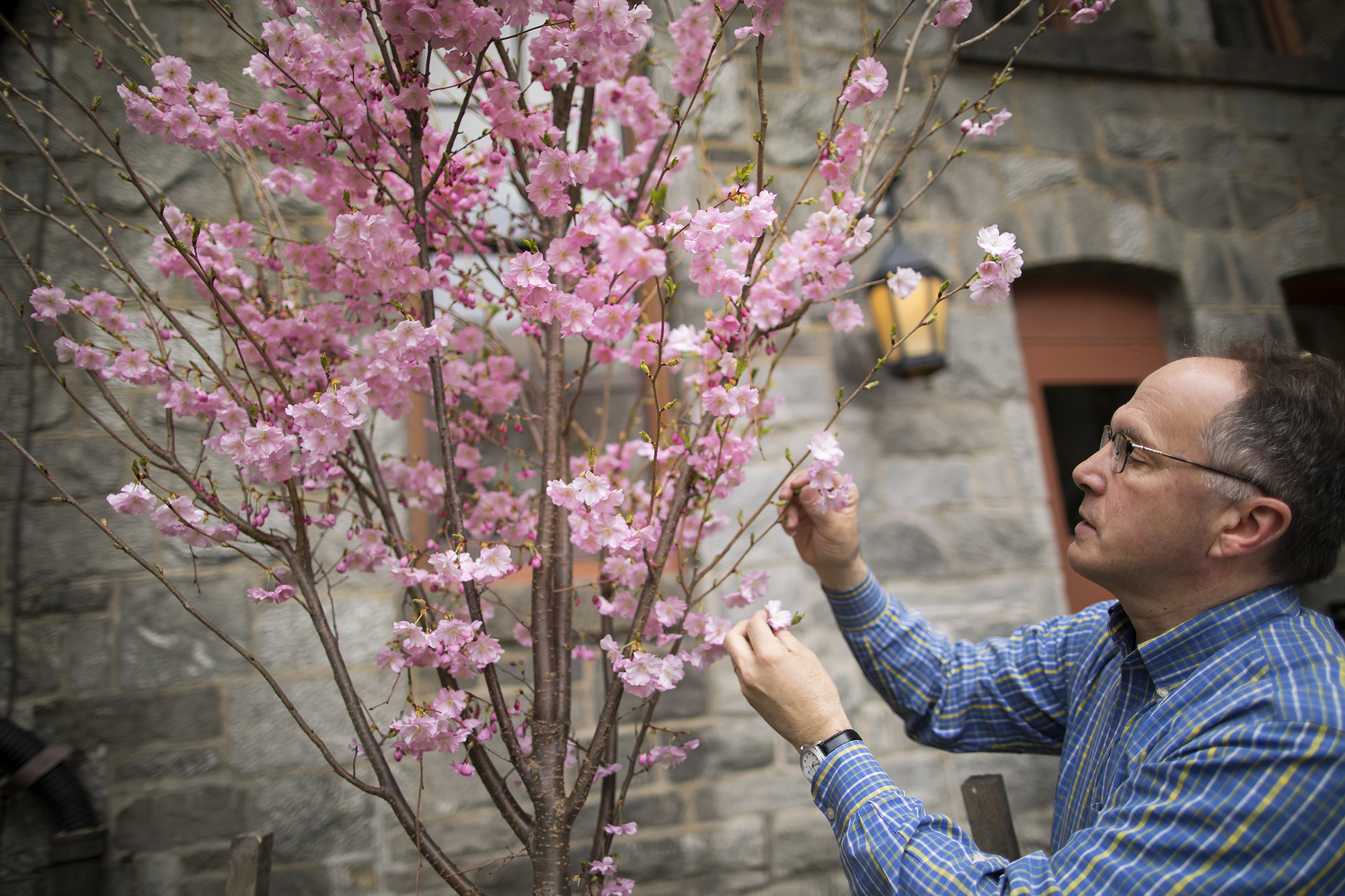 Anthony Aiello takes inventory of cherry trees