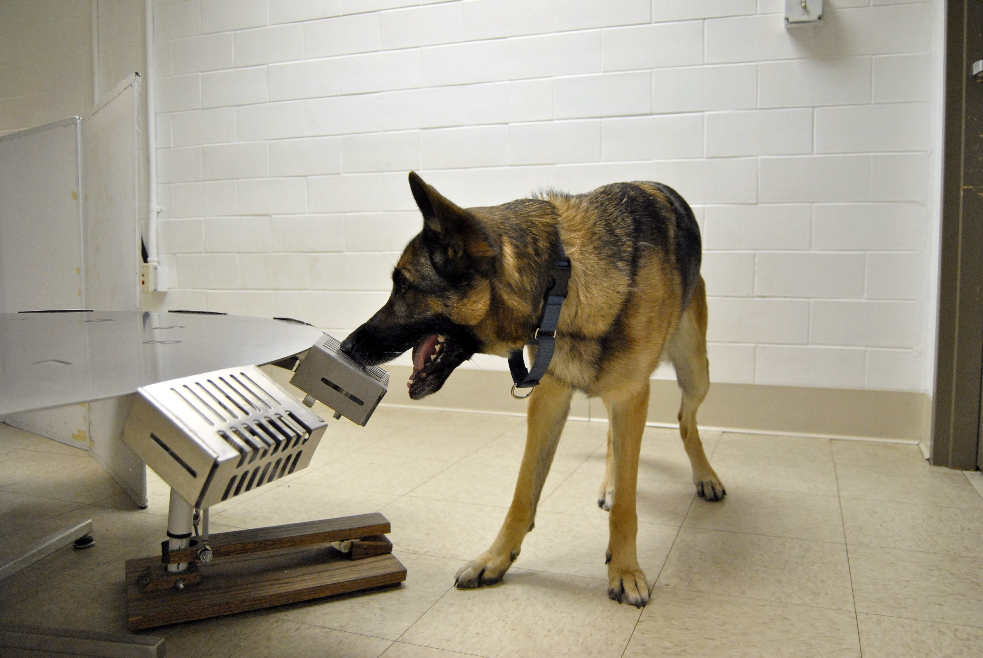 how-do-dogs-detect-cancer