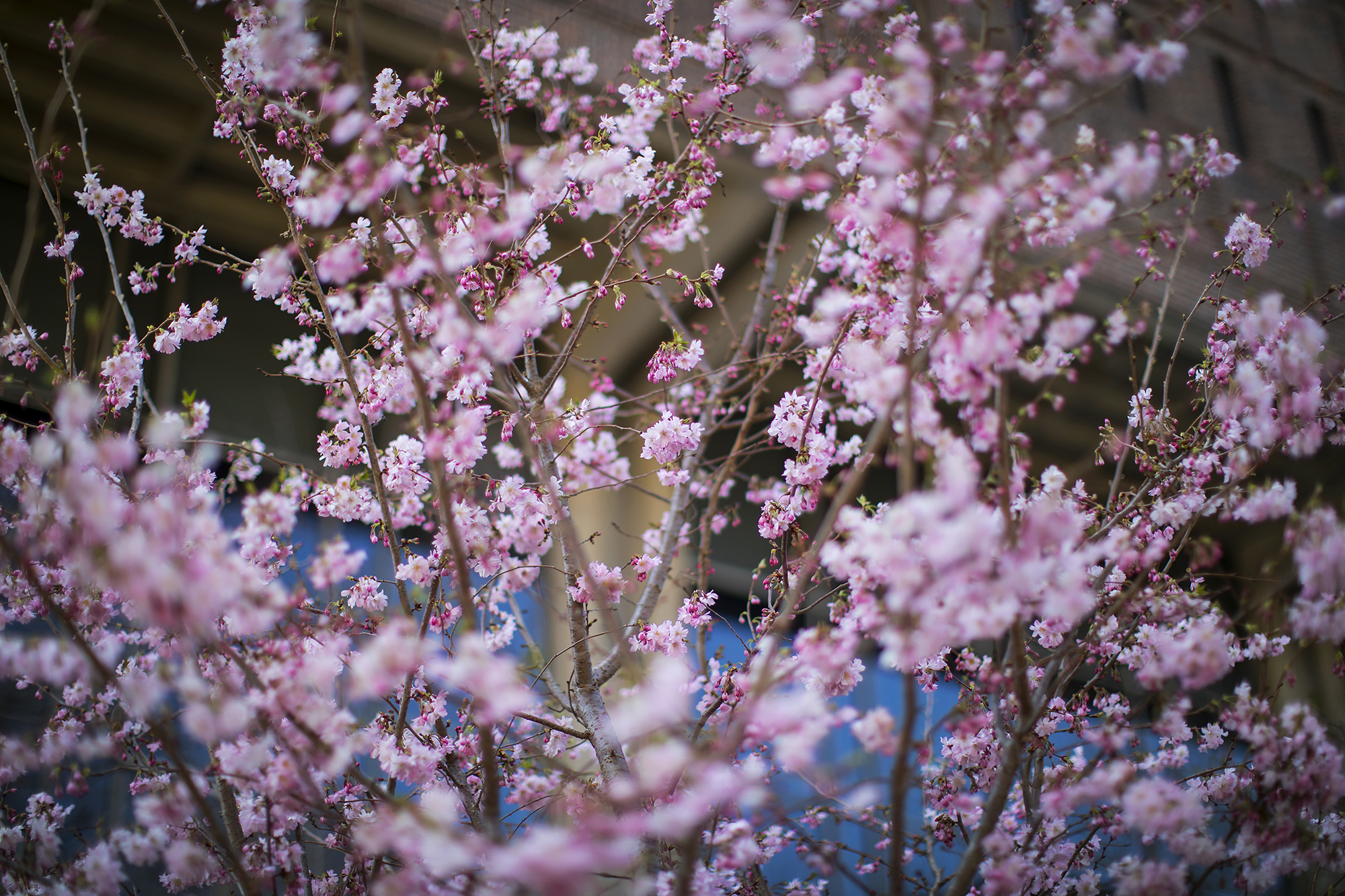 Campus Cherry Tree