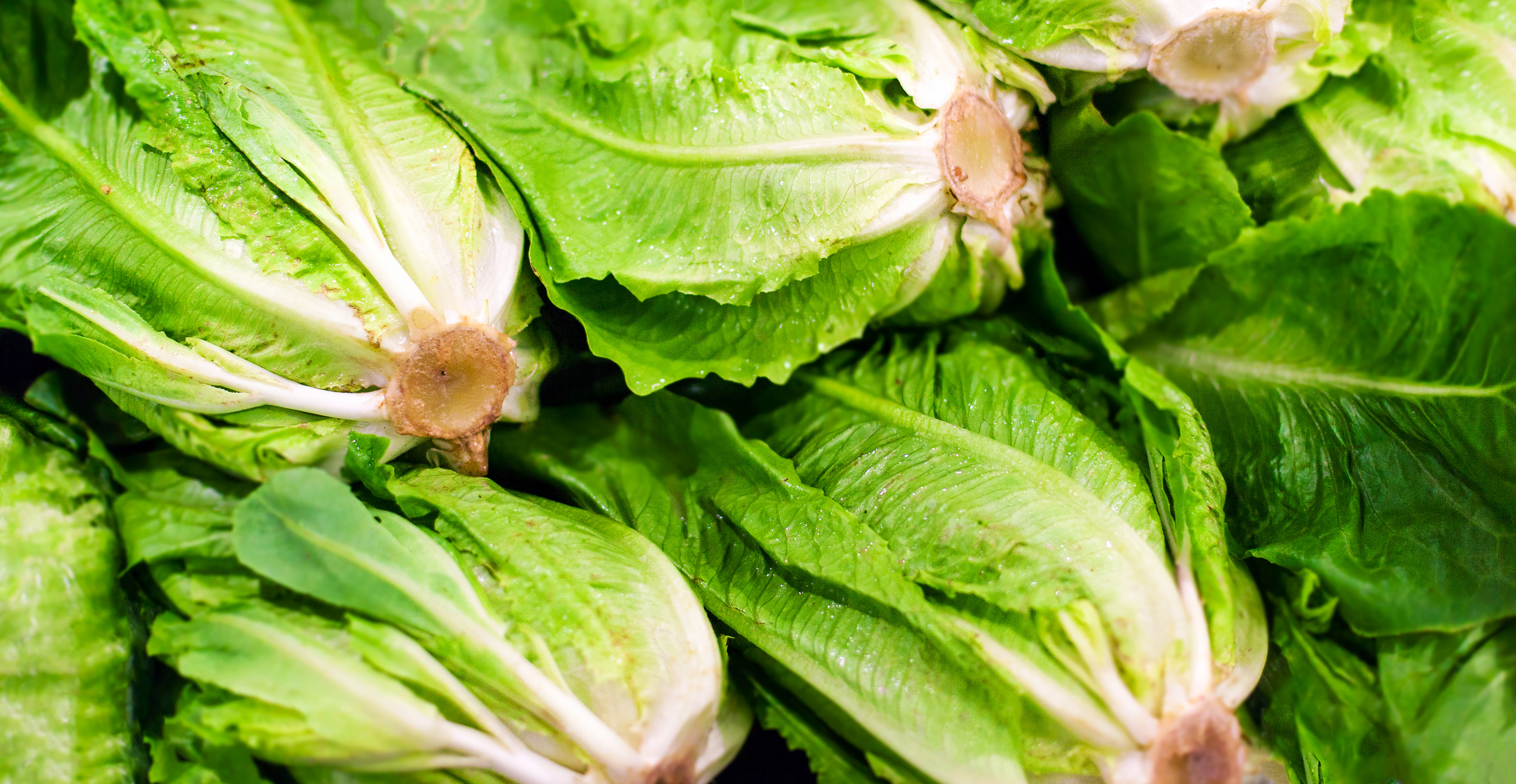 iStock Lettuce Vegetable