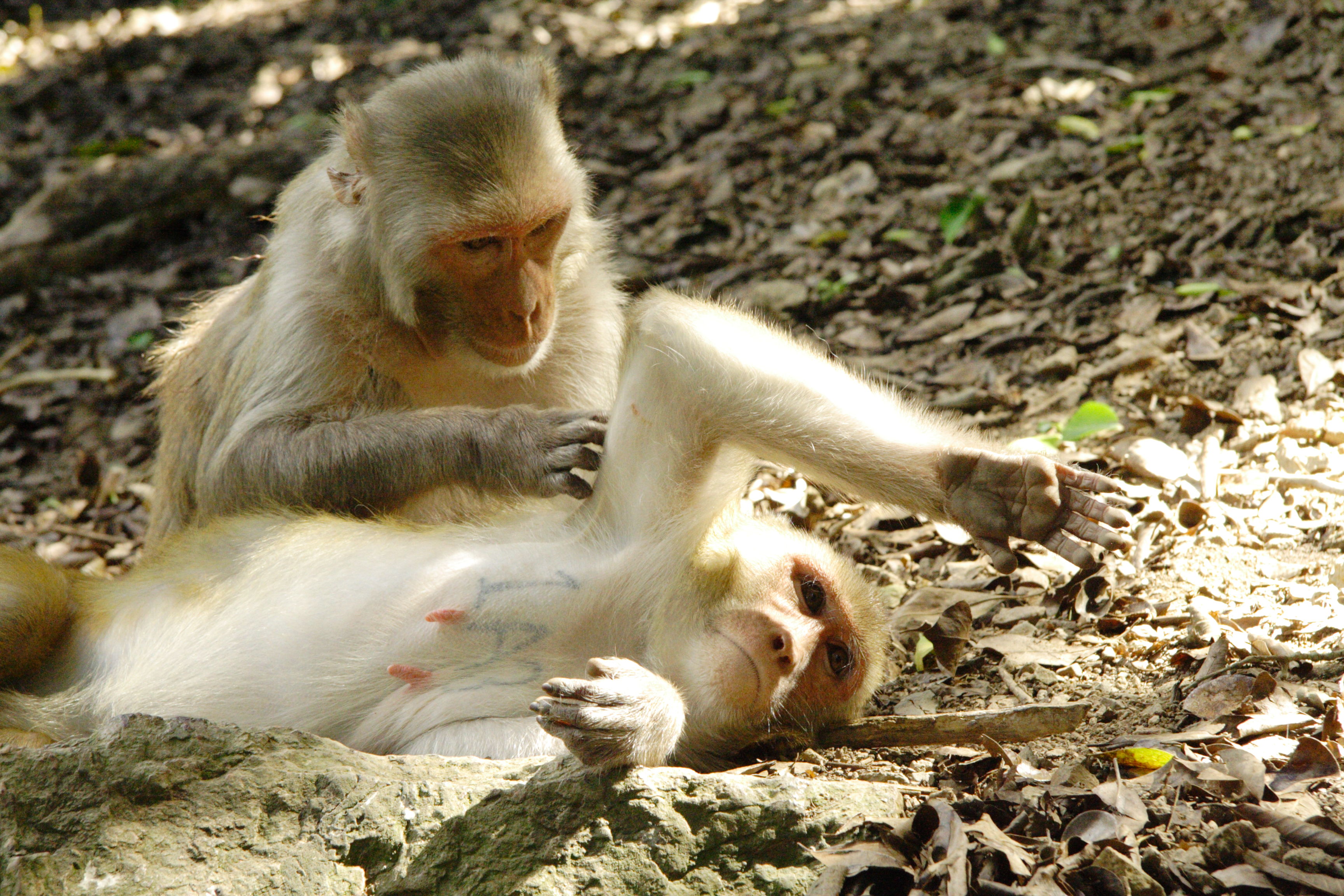 A pair of tannish colored monkeys. One is laying on the ground covered with leaves and rocks and sticks. The other is grooming the one laying down.