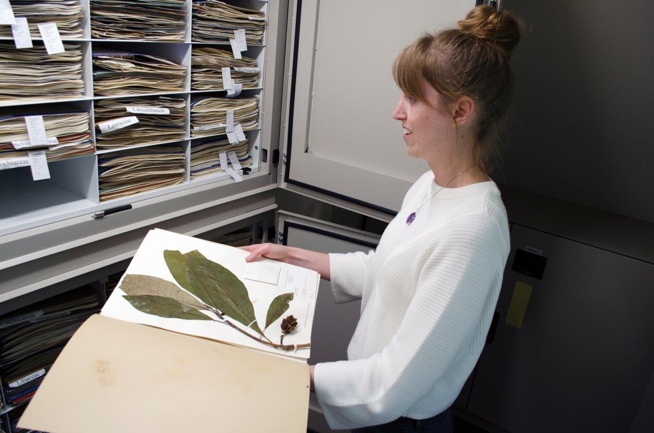 Barber, Anne in herbarium.2018