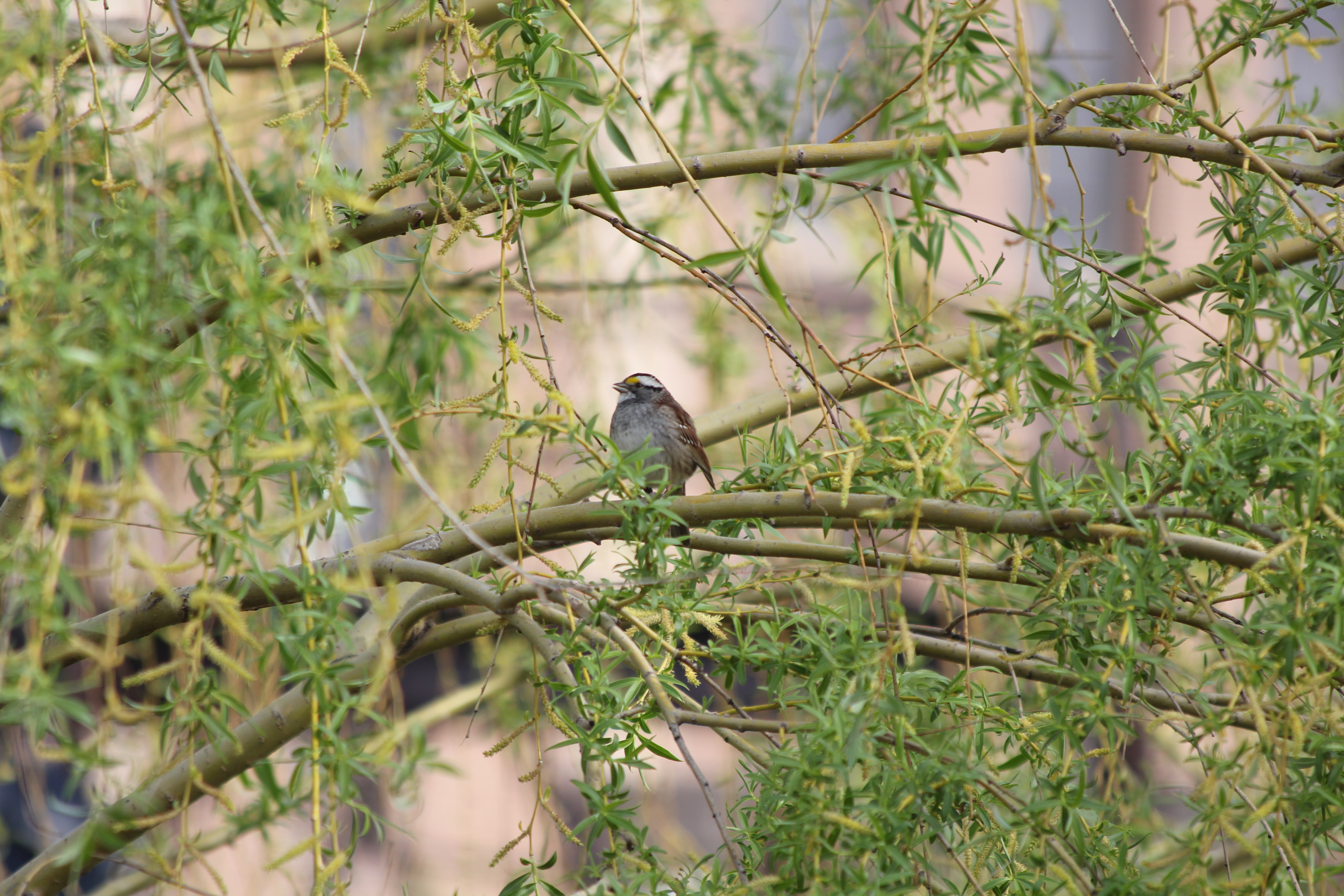 Cerwinka.white throated sparrow.2018