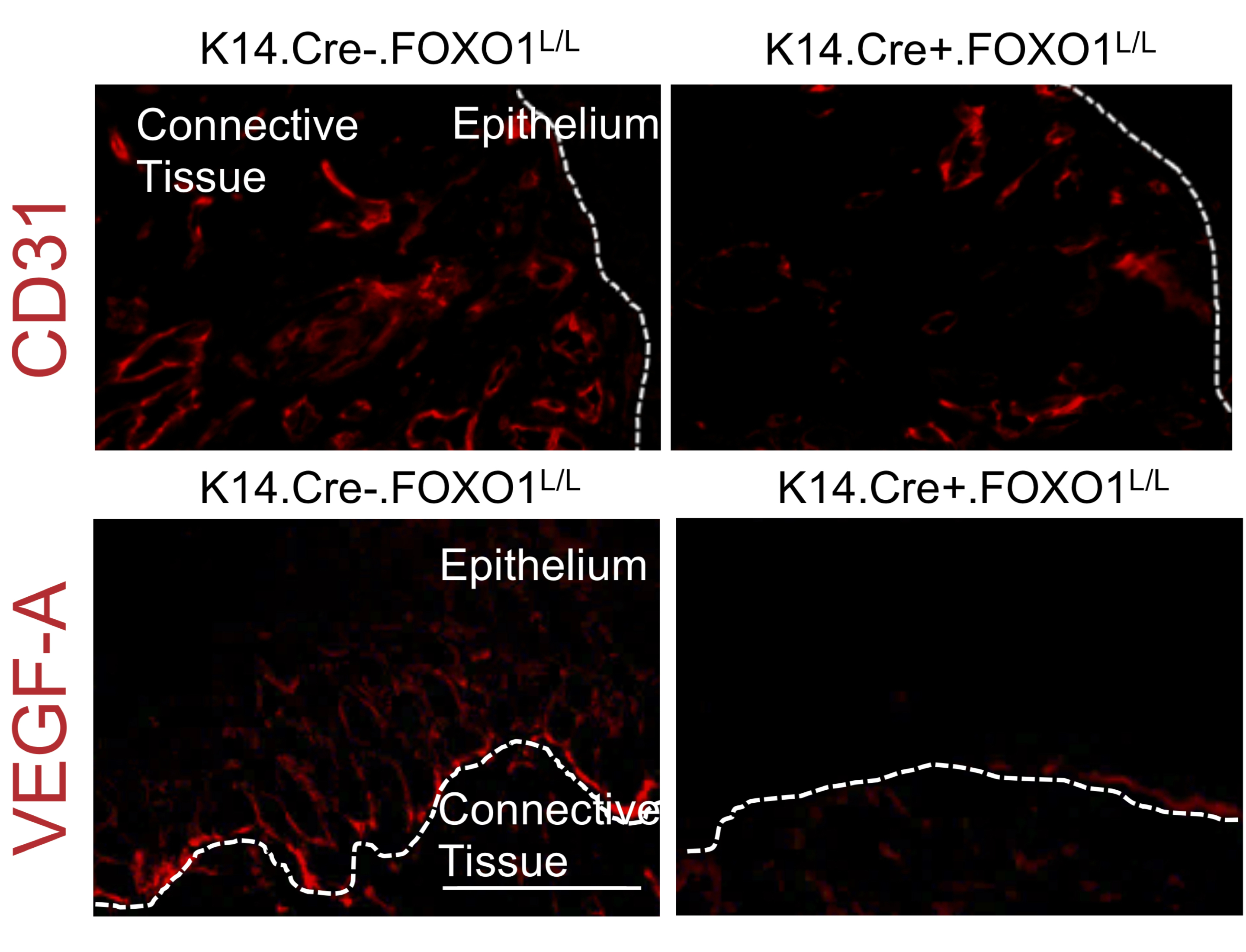 Researchers from Penn Dental Medicine found that the molecule Foxo1 plays a critical role in the wound-healing process. 