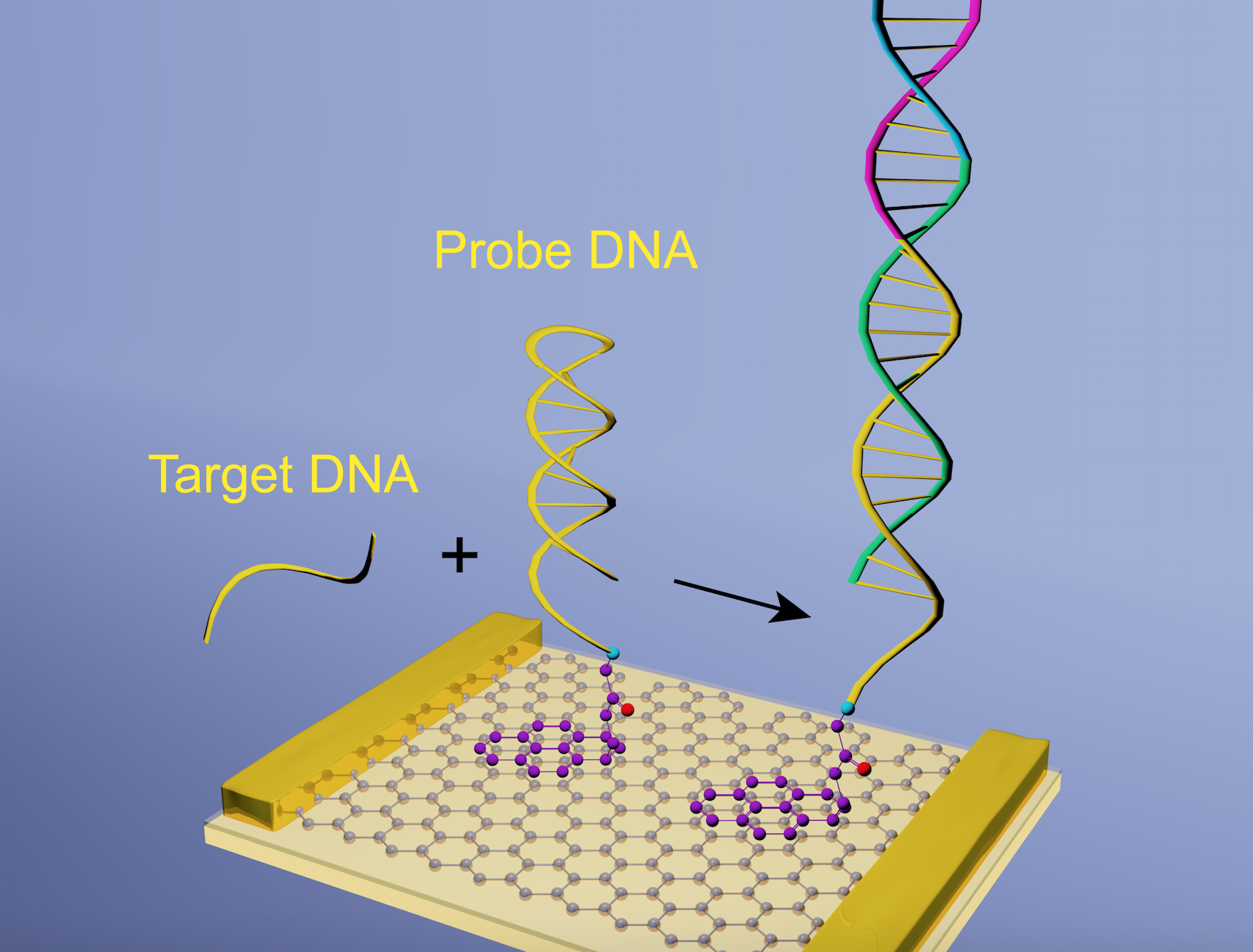 Днк зонд. ДНК сенсоры. DNA Probe. Наносенсор строение.