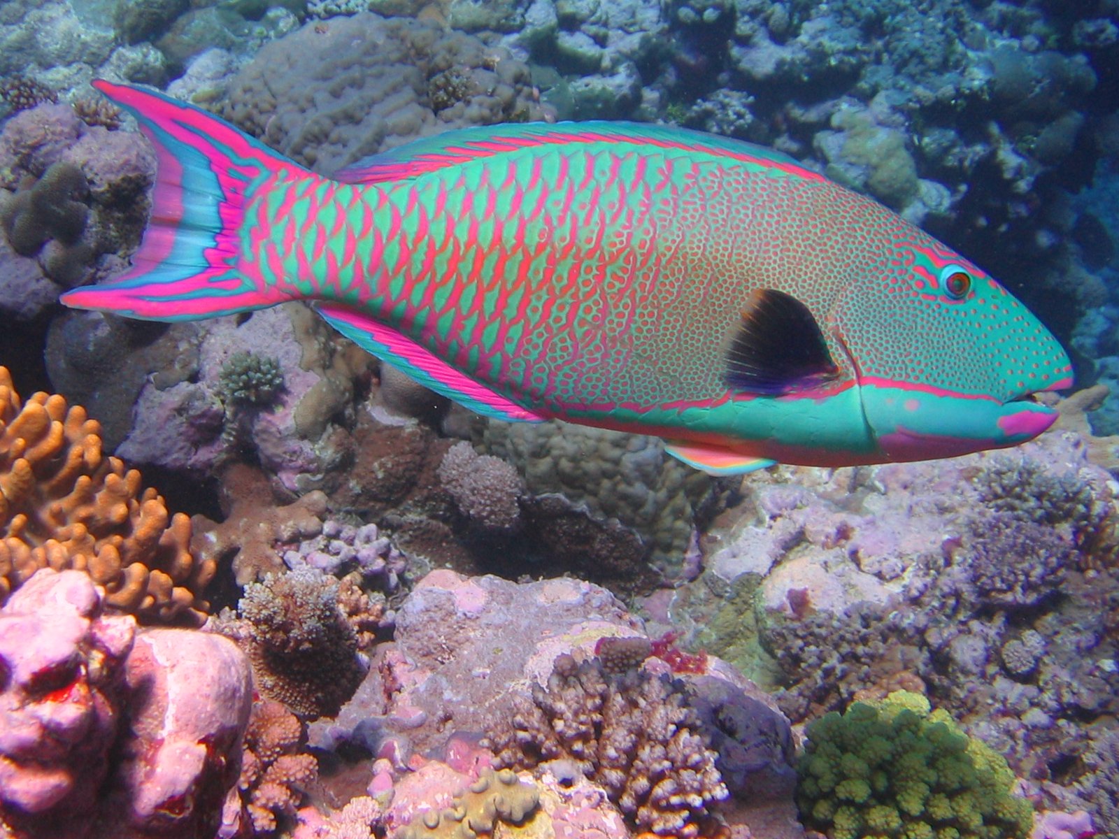 Sallan.parrot fish