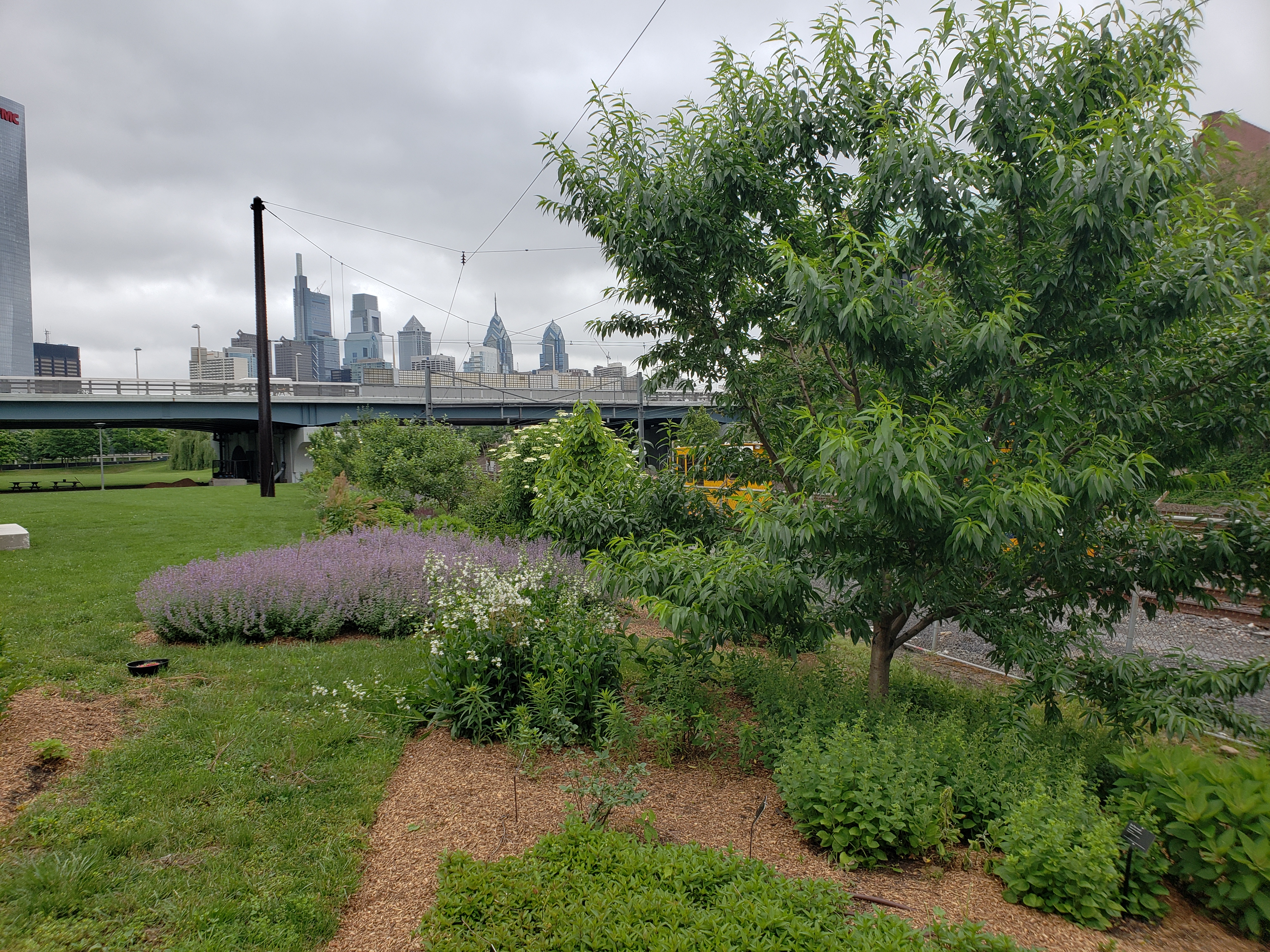 Penn Park Orchard