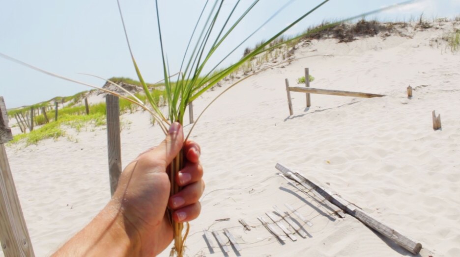 To improve dunes, plant more beach grass