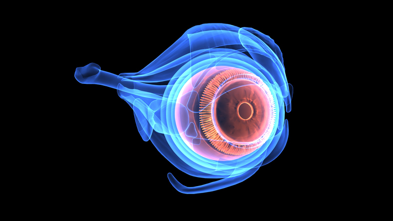 3-d-image-of-eyeball-anatomy