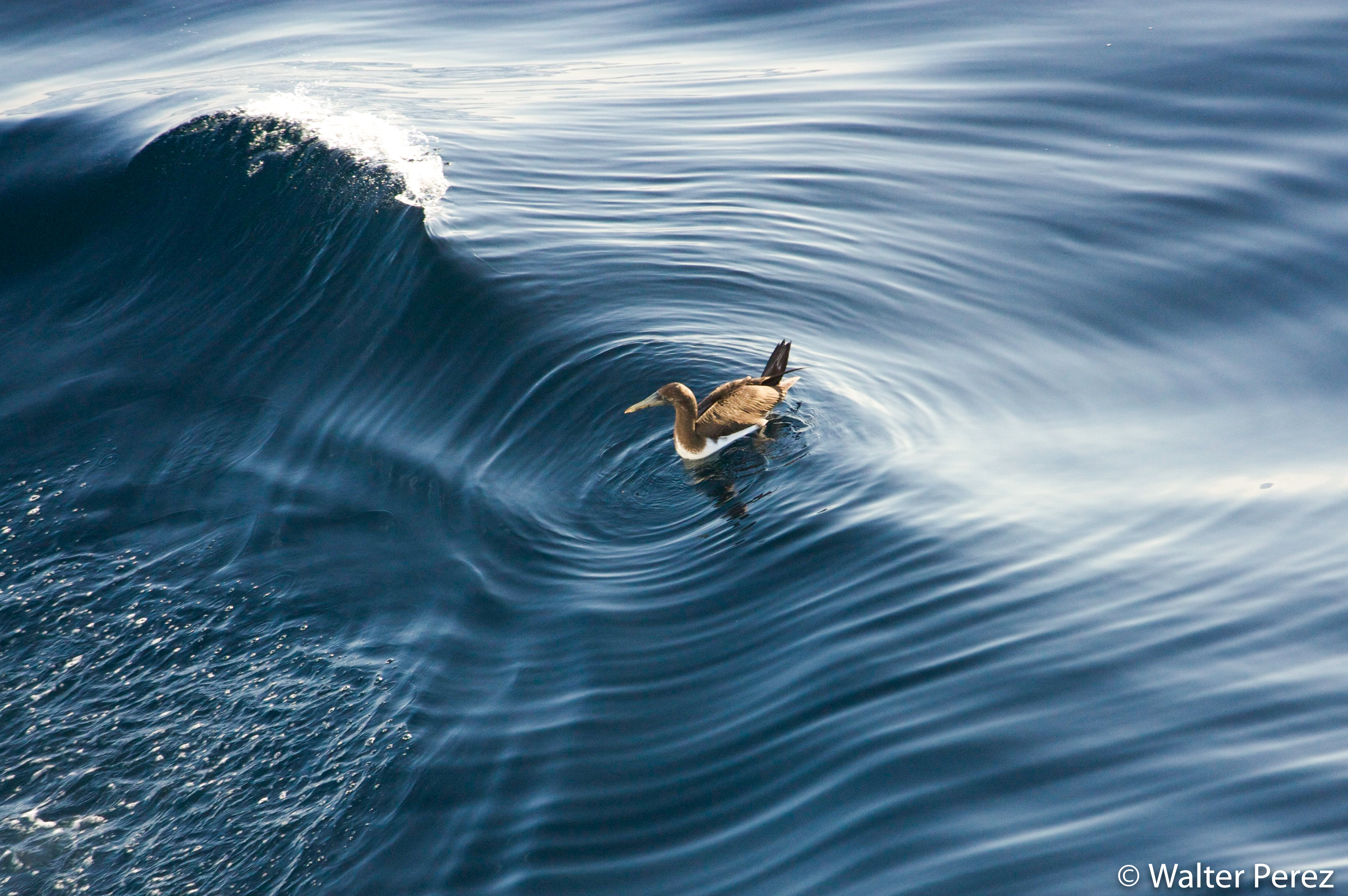 A young Nazca Booby in the ocean waters between the islands of Fernandina and Isabela (©Walter Perez)