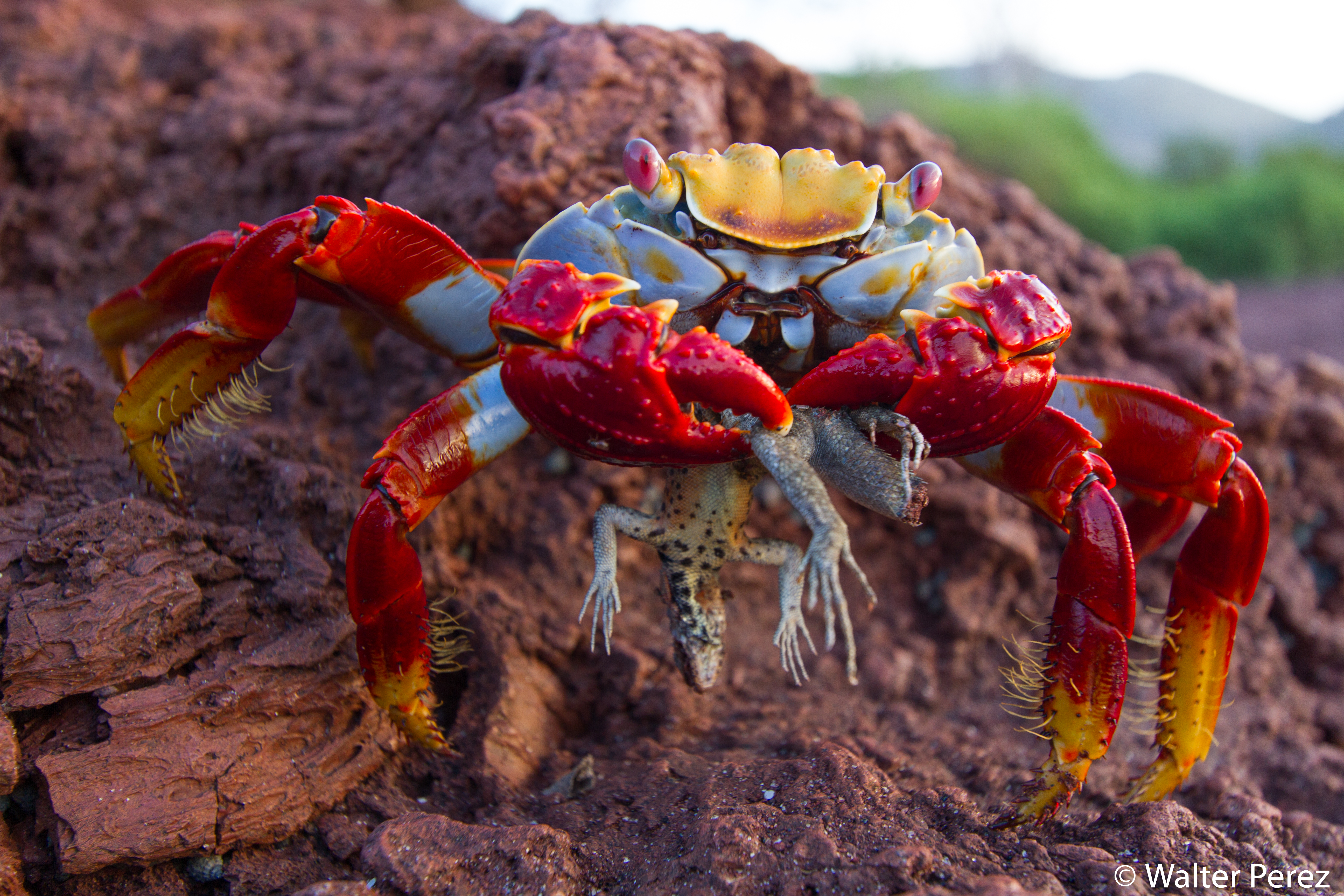 A Sally Lightfoot Crab and a Santiago Lava Lizard, Galápagos (©Walter Perez)
