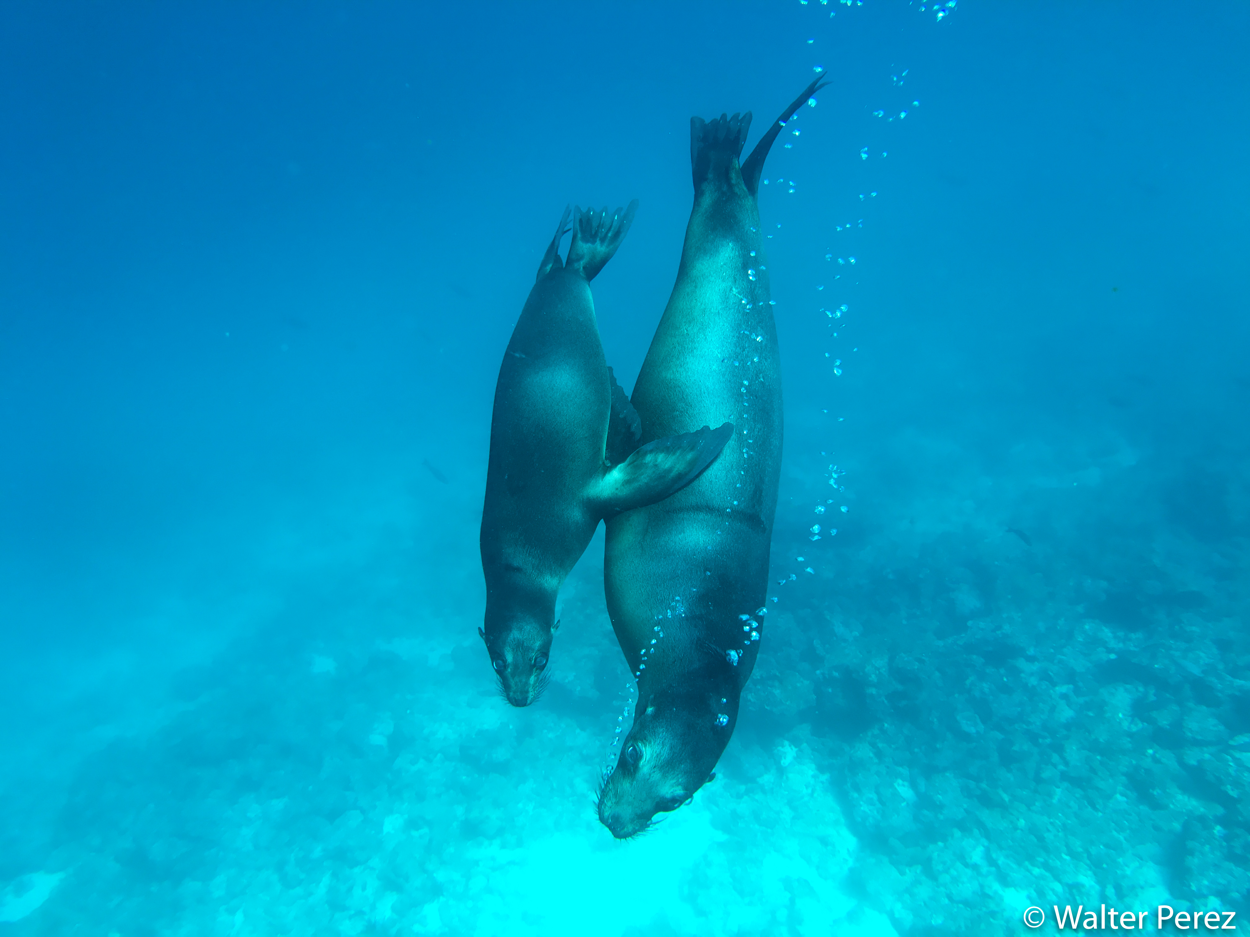 A Galápagos Sea Lion pup and mother (©Walter Perez)