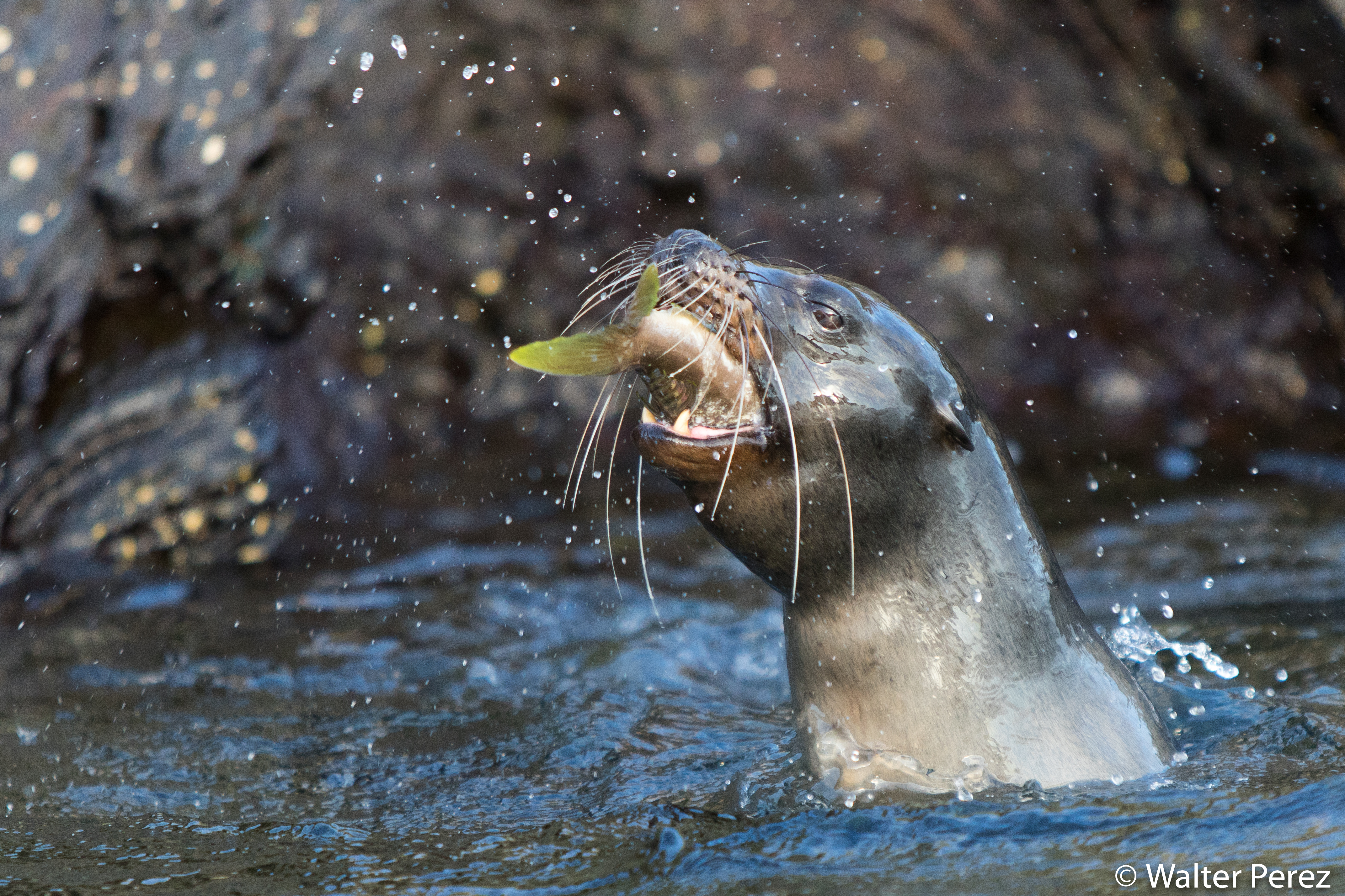 Galápagos Sea Lion (©Walter Perez)