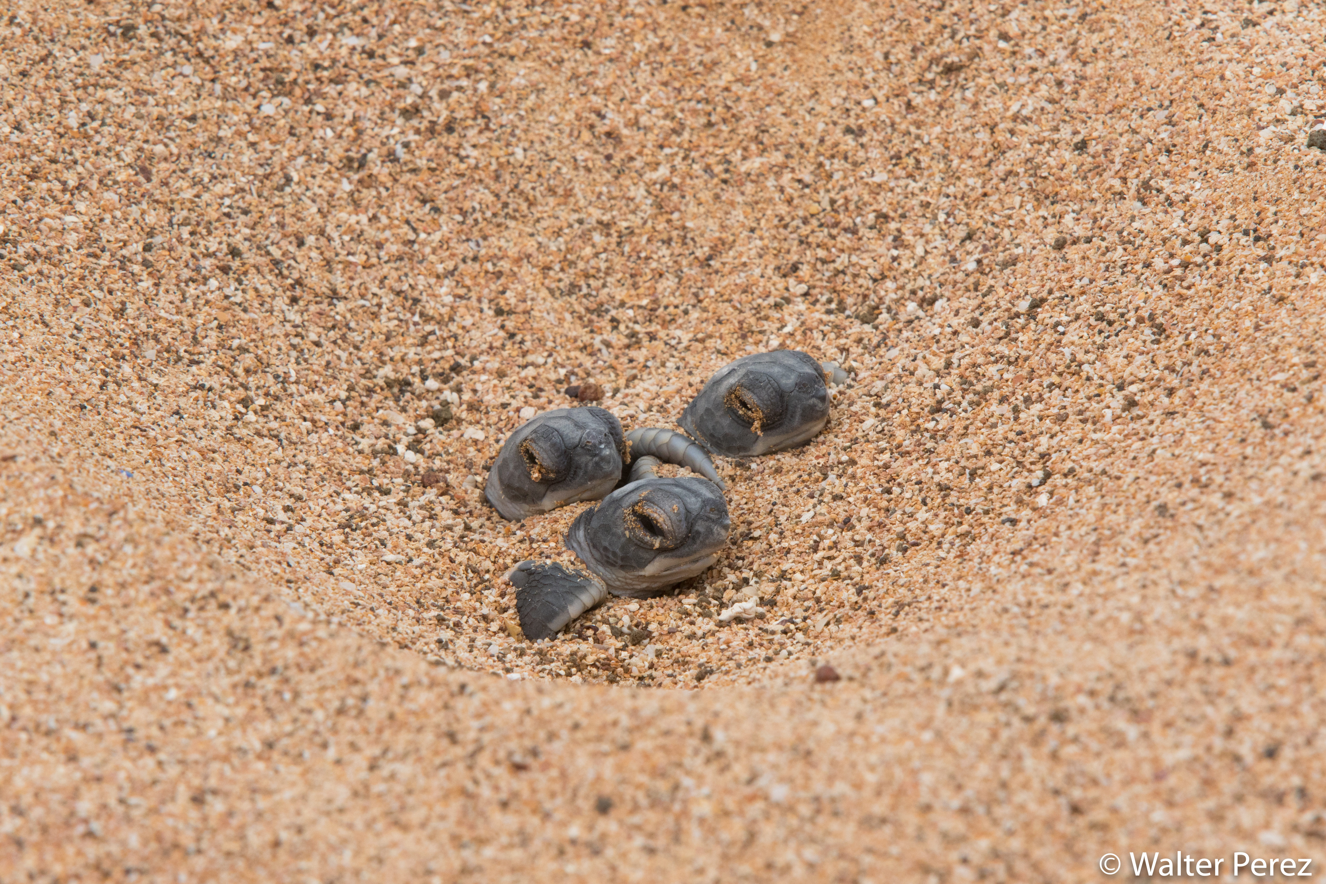 Young Pacific Green Turtles (©Walter Perez)