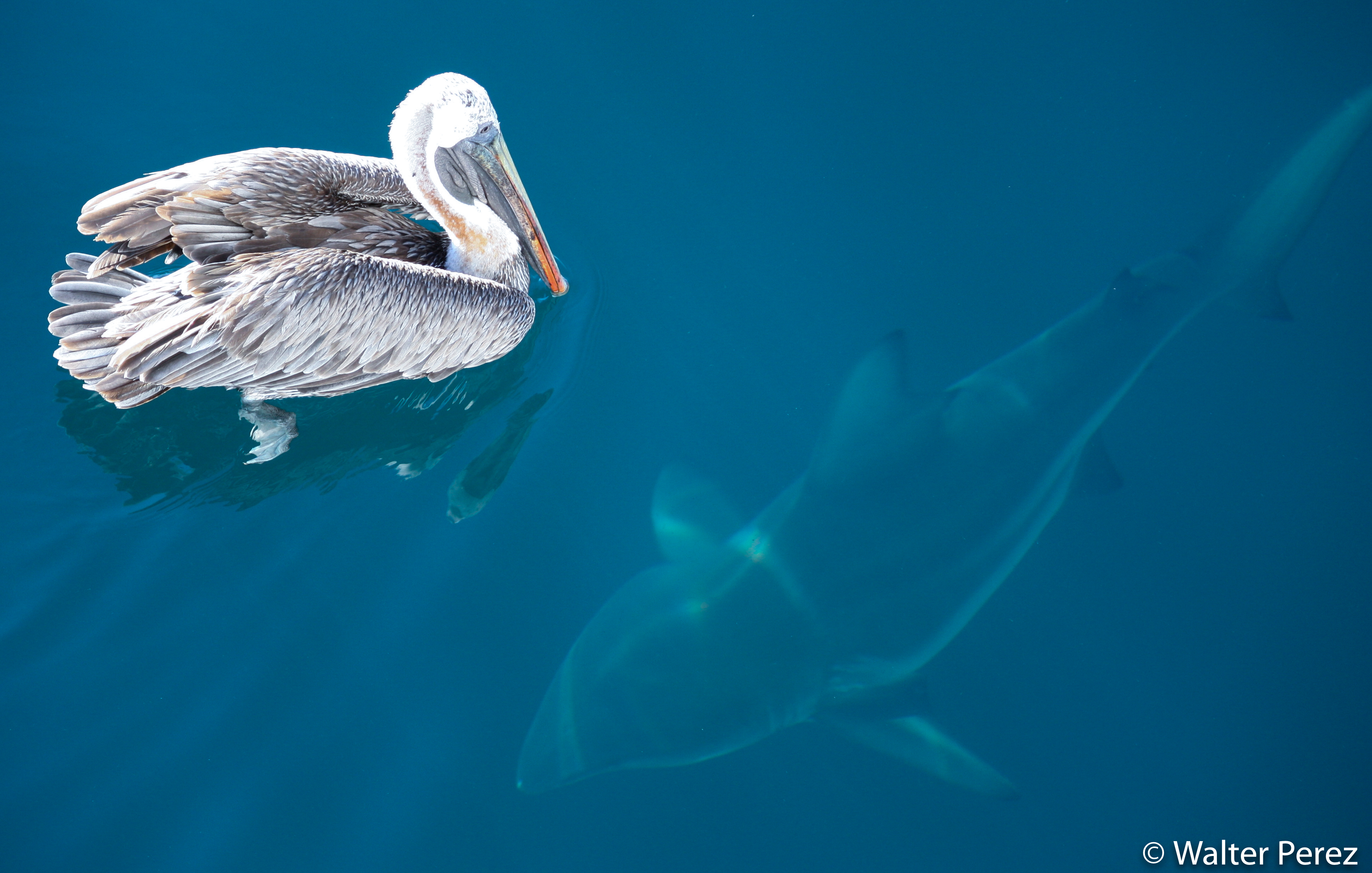 A Brown Pelican and a Galápagos Shark (©Walter Perez)
