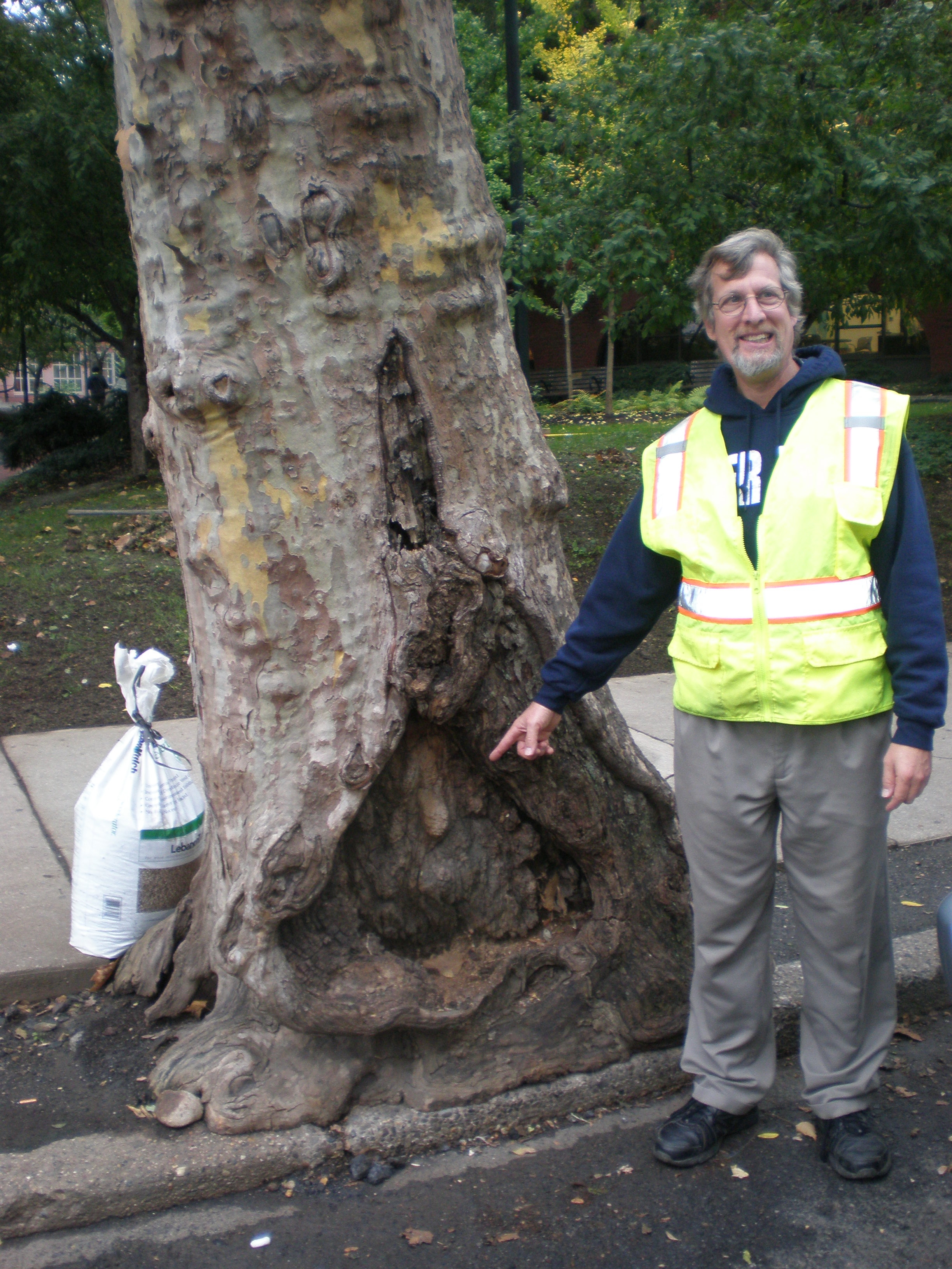 A man in a safety vest points to a large deformity near the base of a tree by a sidewalk