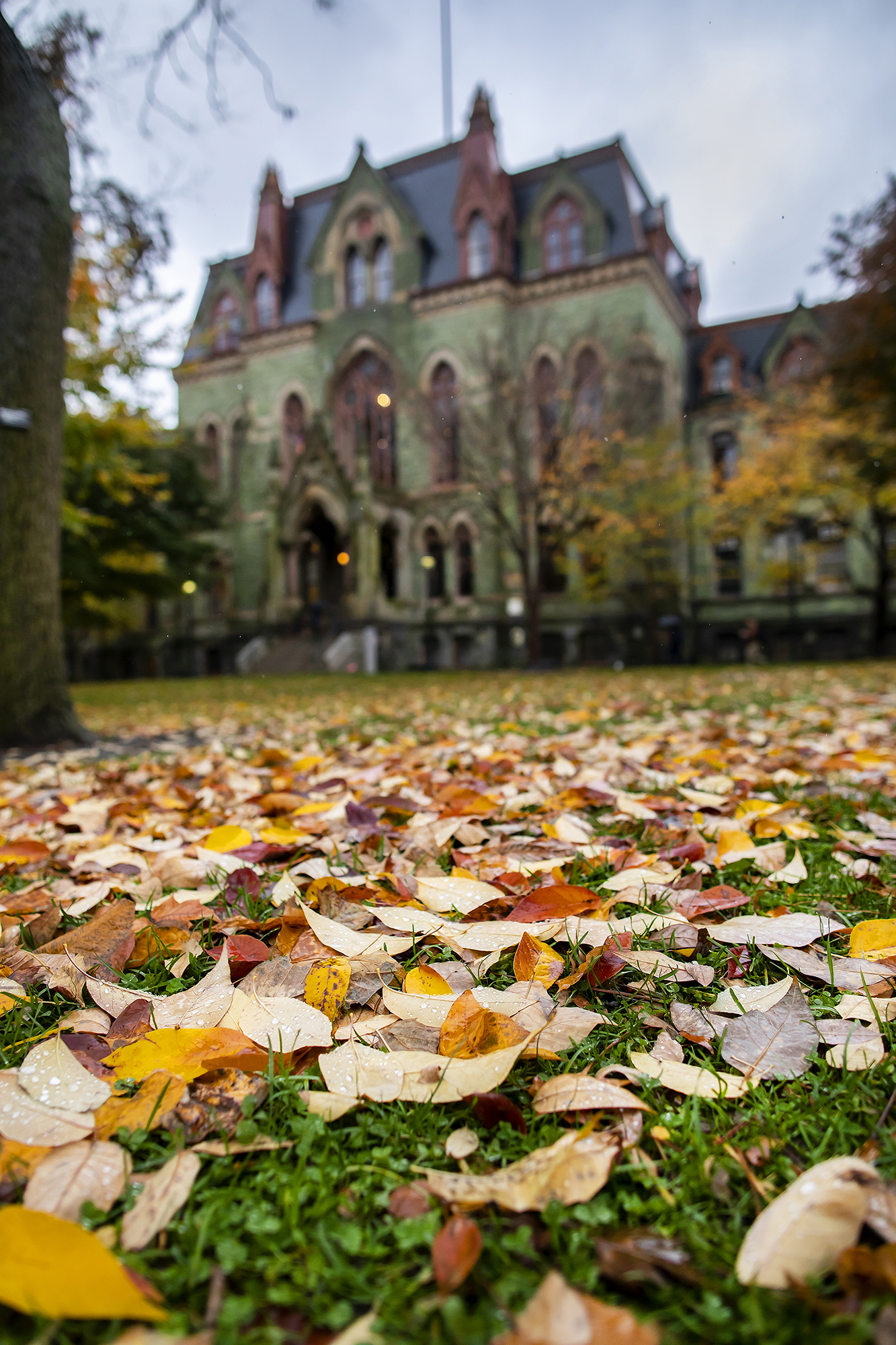 Leaves speckled with rain drops on the ground in the foreground on Penn's campus