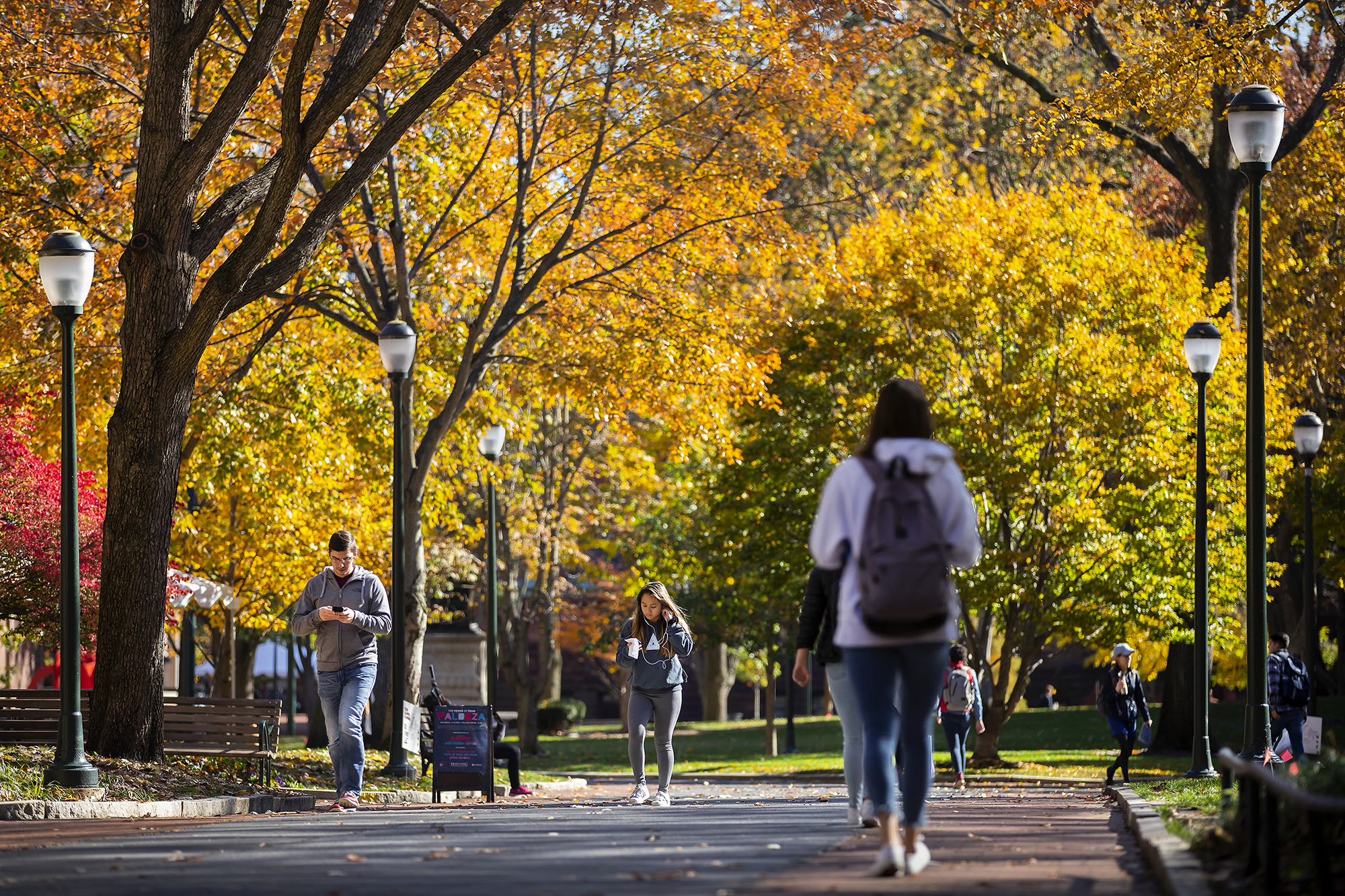 Students walk on Locust Walk under a canopy of golden foliage