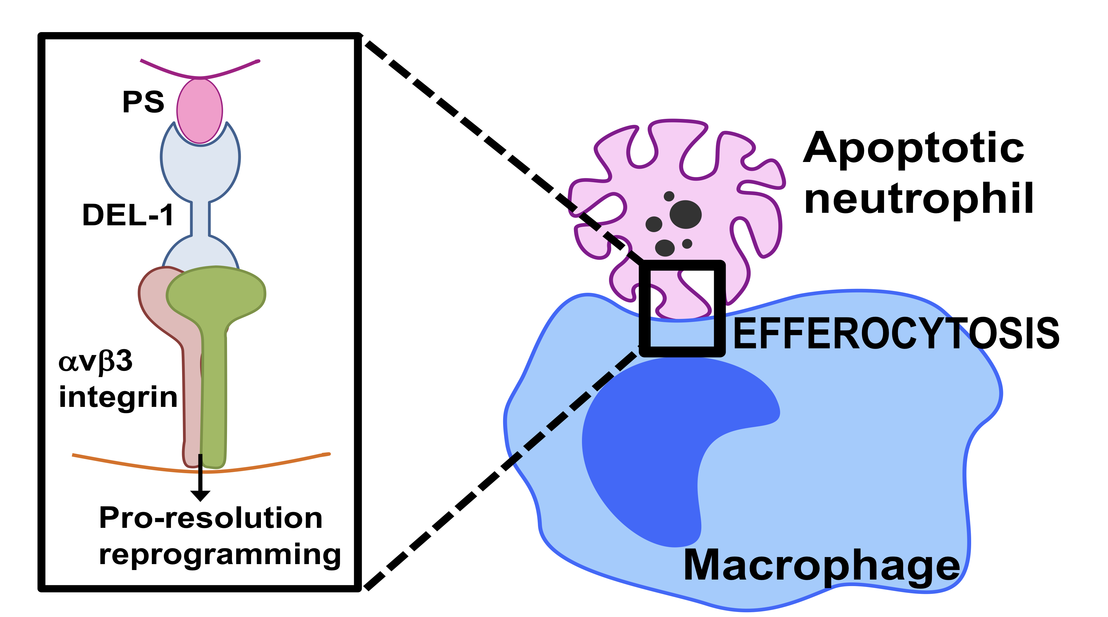 A diagram explains the action of the protein Del-1 and macrophages