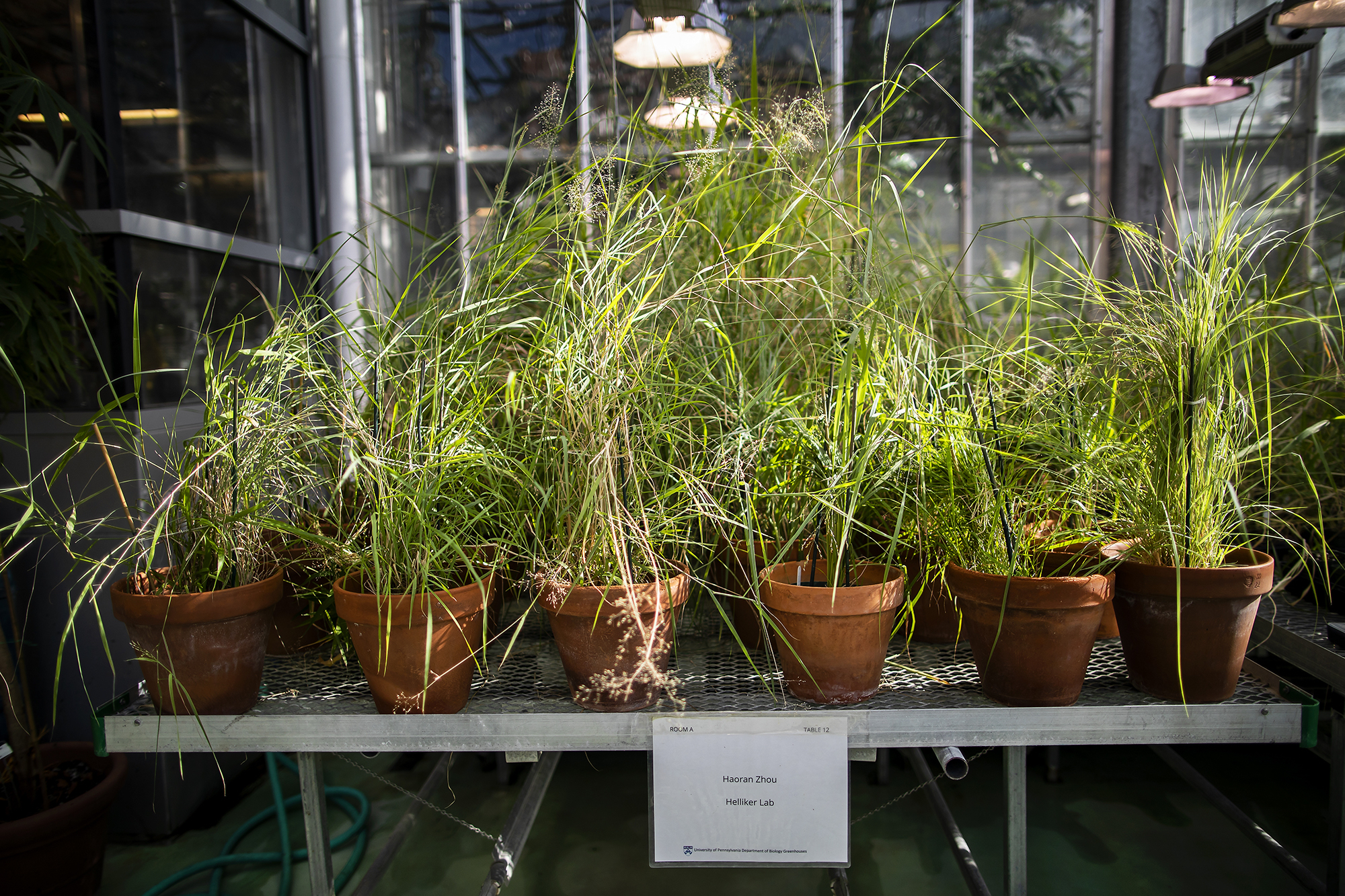 Grasses growing on pots on a table in a greenhouse. The table is labeled with a sign that says "Haoran Zhou, Helliker lab."