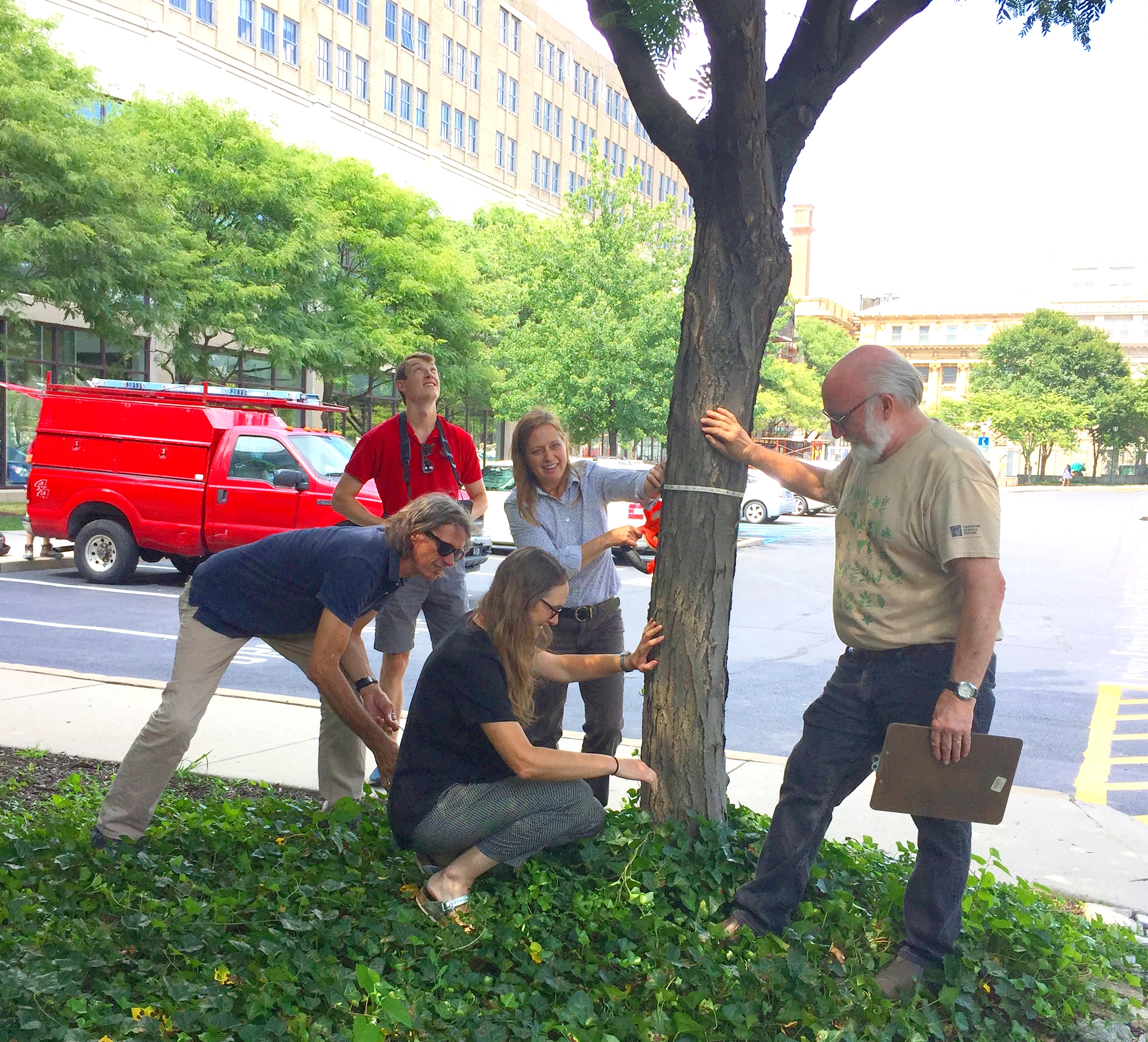 A group inspects and measures a tree
