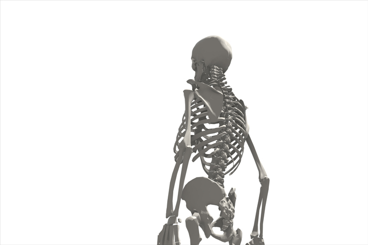 skeleton with its back facing forward