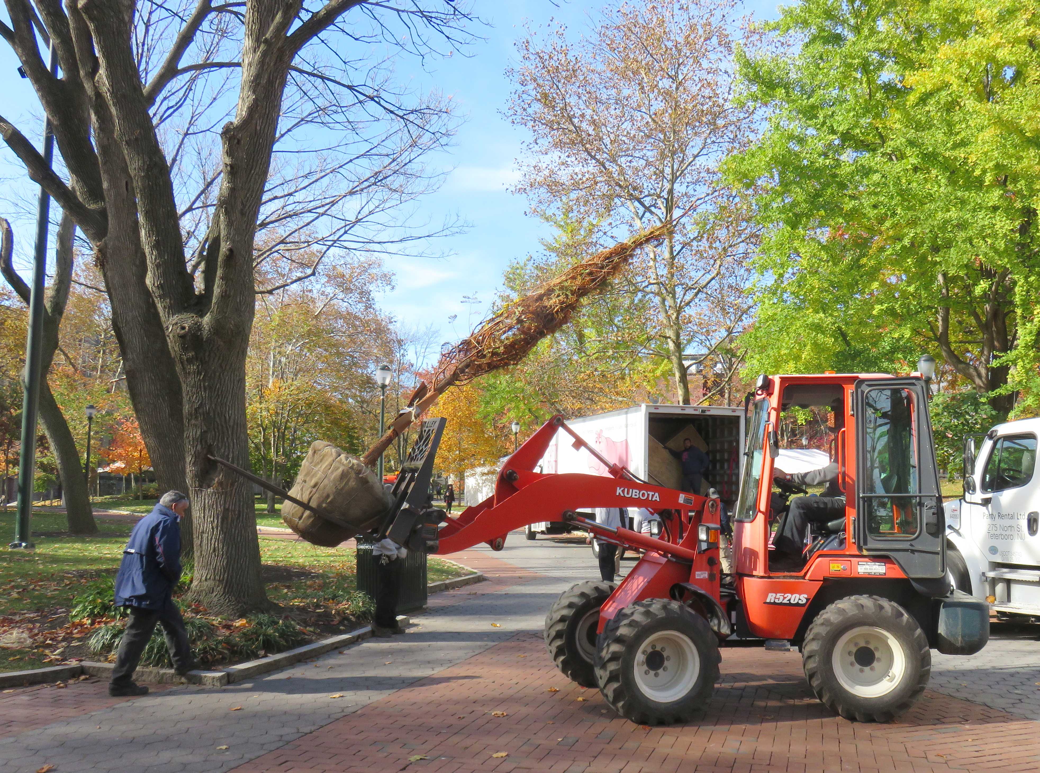 A small forklift transports a tree, ready to be planted