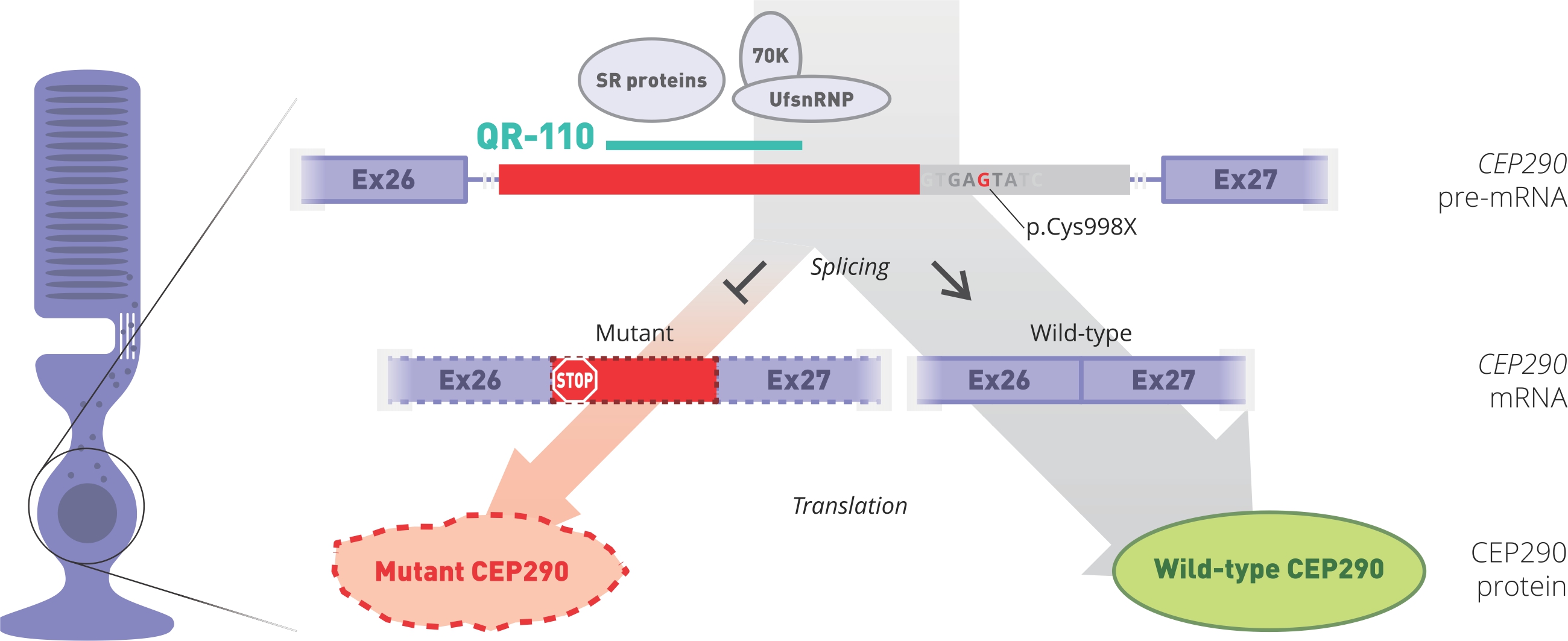 scientific flow chart of CEP290 mutations