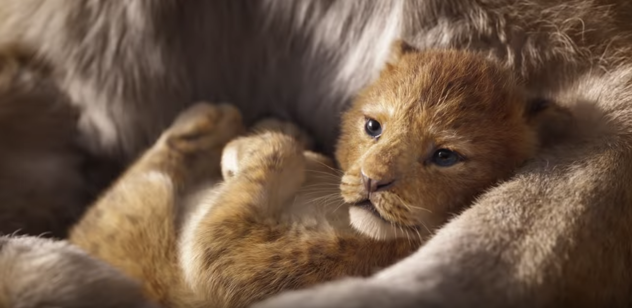 Simba, a baby lion, rendered in 3D