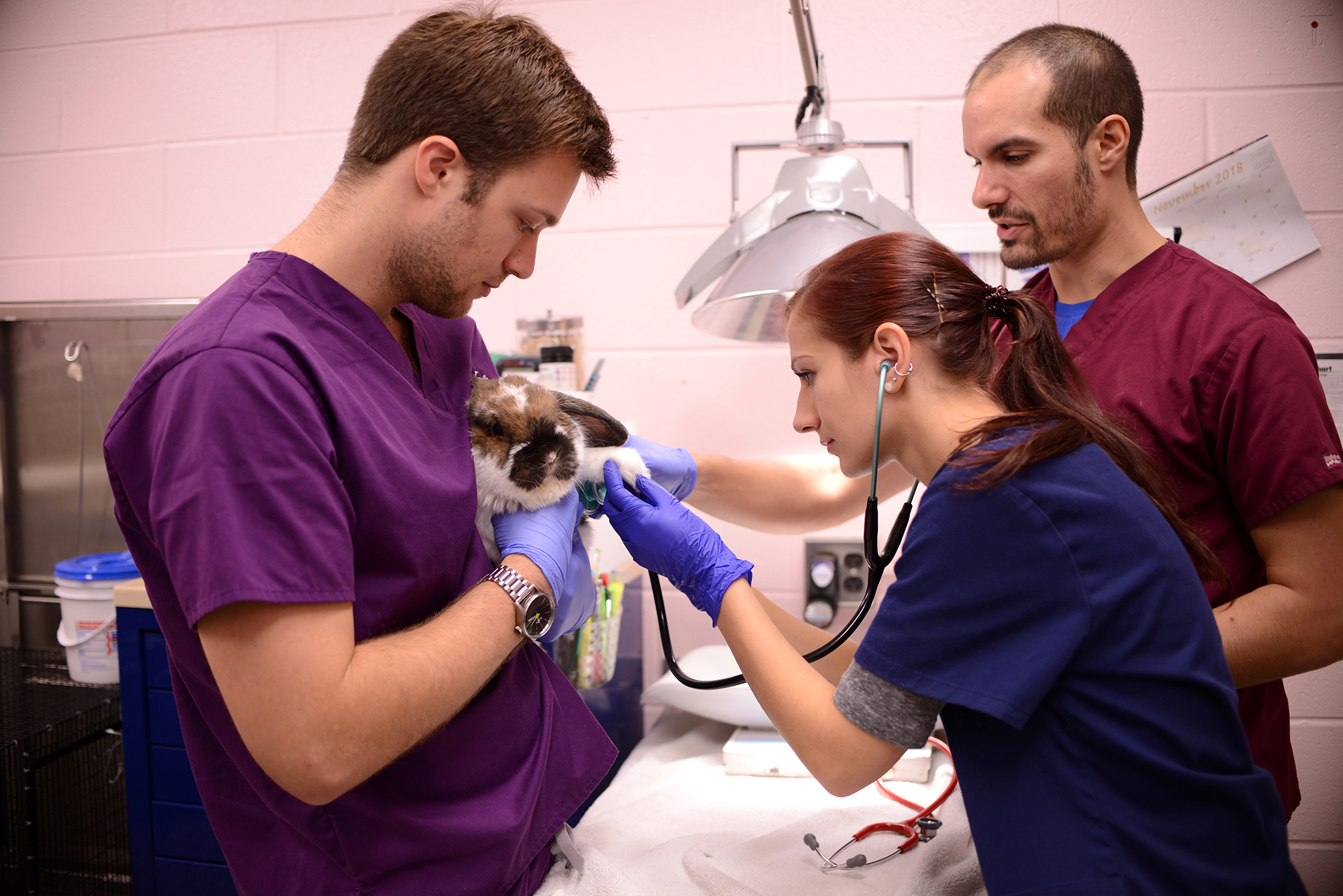 Penn Vet students examining a rabbit