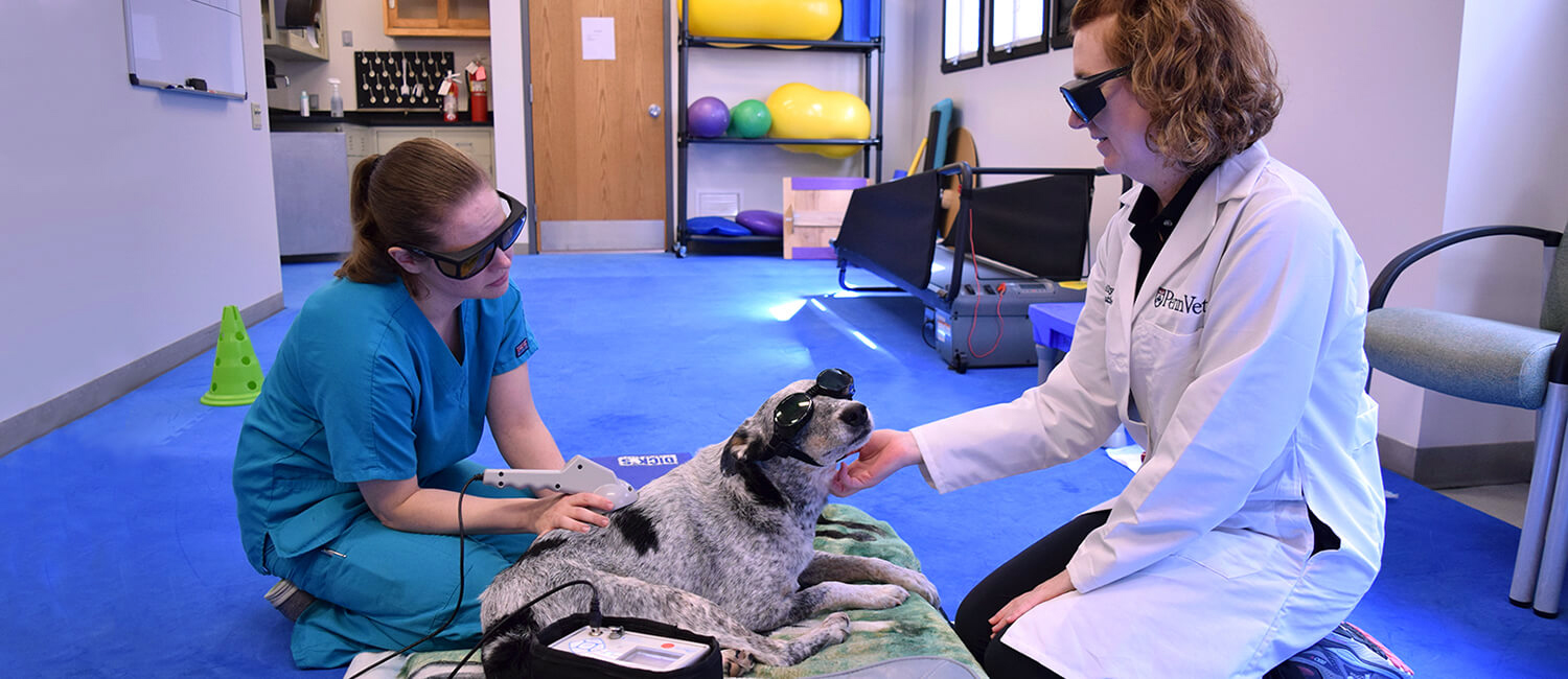 Ranger the dog wearing sunglsses seated while a doctor and nurse apply therapeutic laser therapy