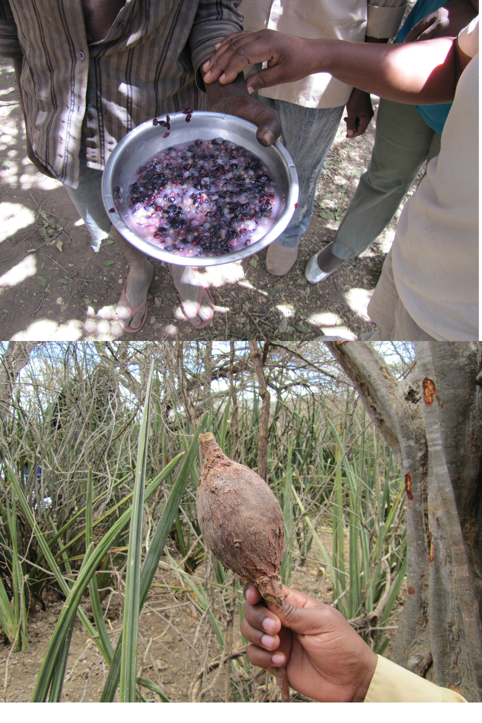 two images, top one shows dark purple berries, bottom shows person's hand holding tuber.