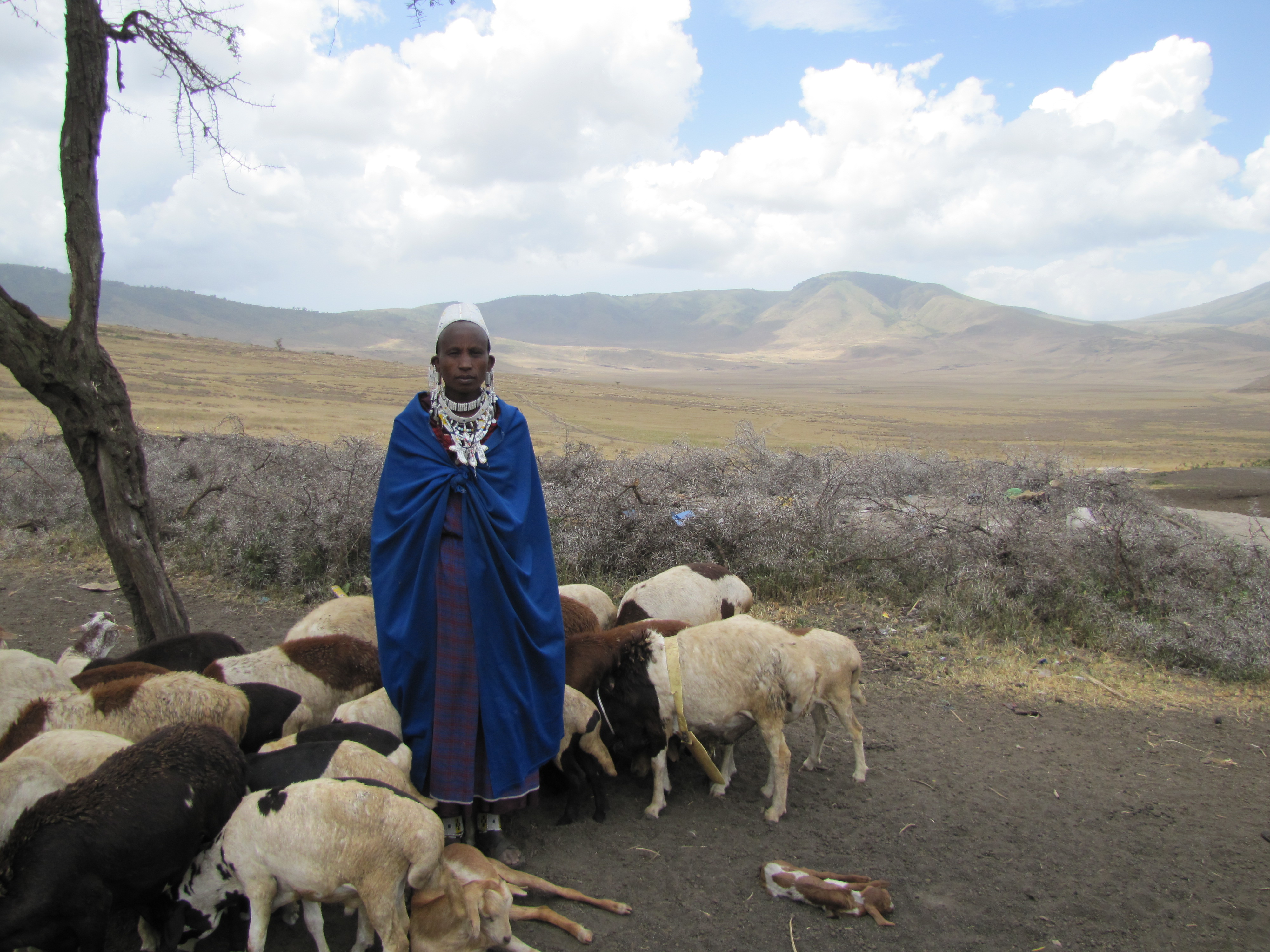 A woman in a bright blue cape, white jewelry, and a white cap with livestock in a mountainous setting.