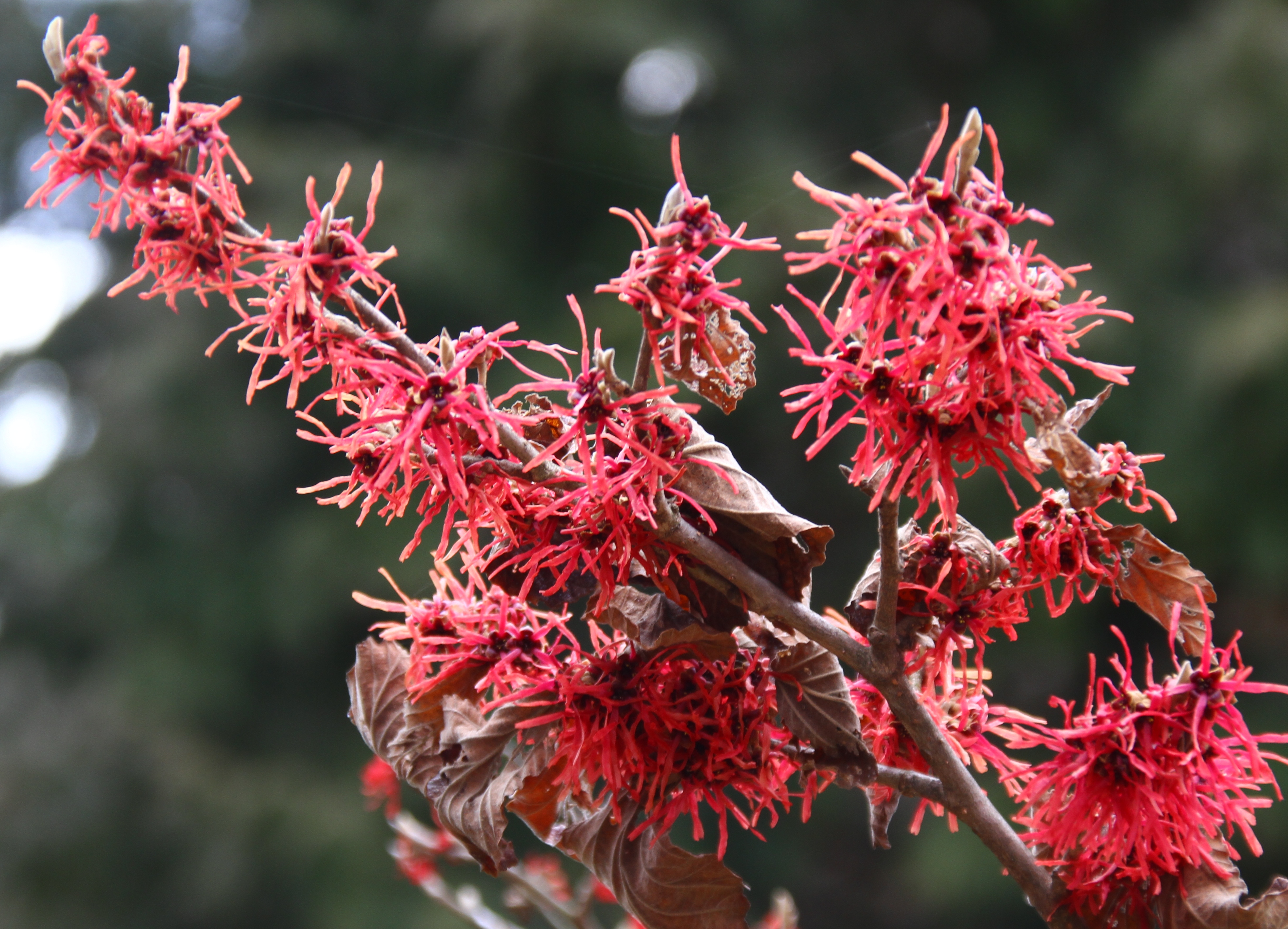 Rubin red variety of witchhazels