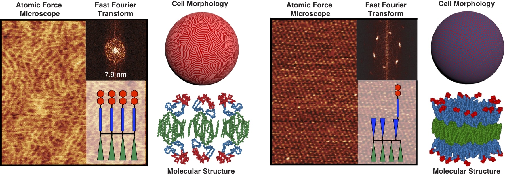 Cell morphology illustration