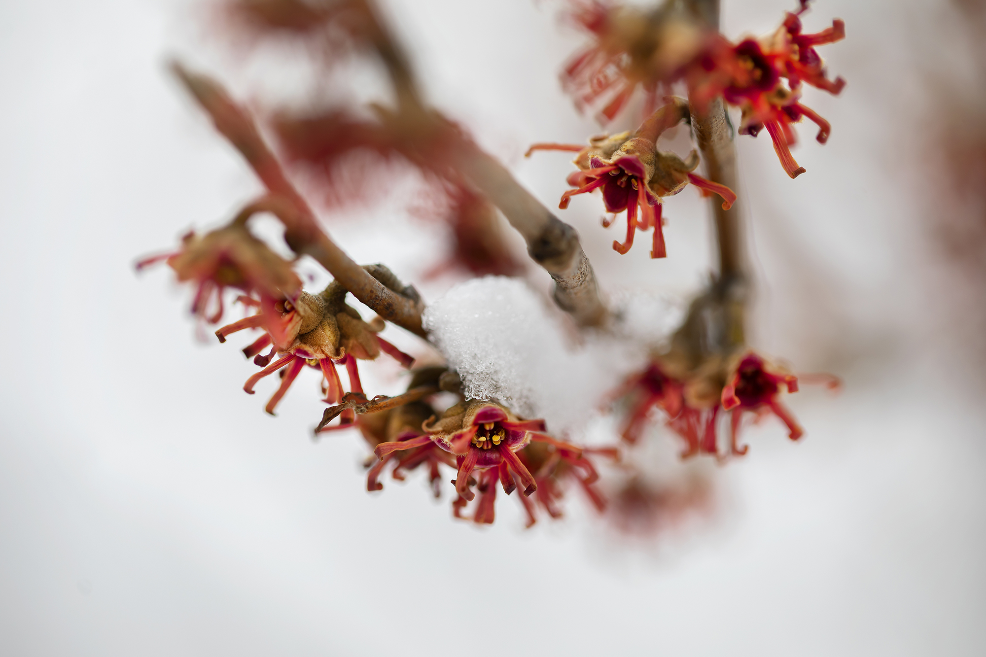 Red witchhazel with snow