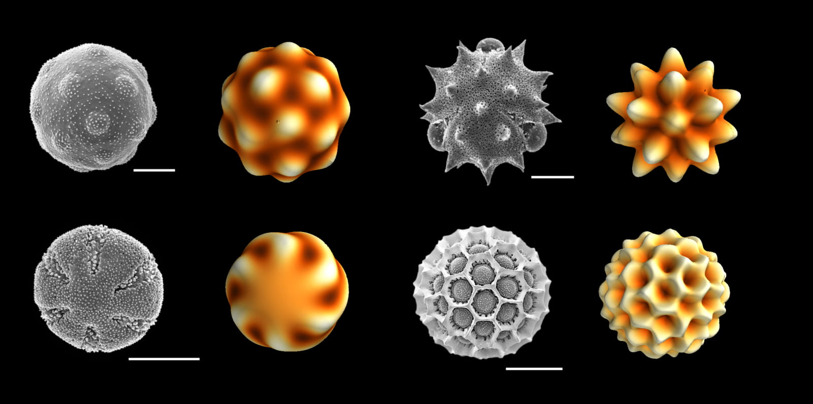 Pollen structure types illustration