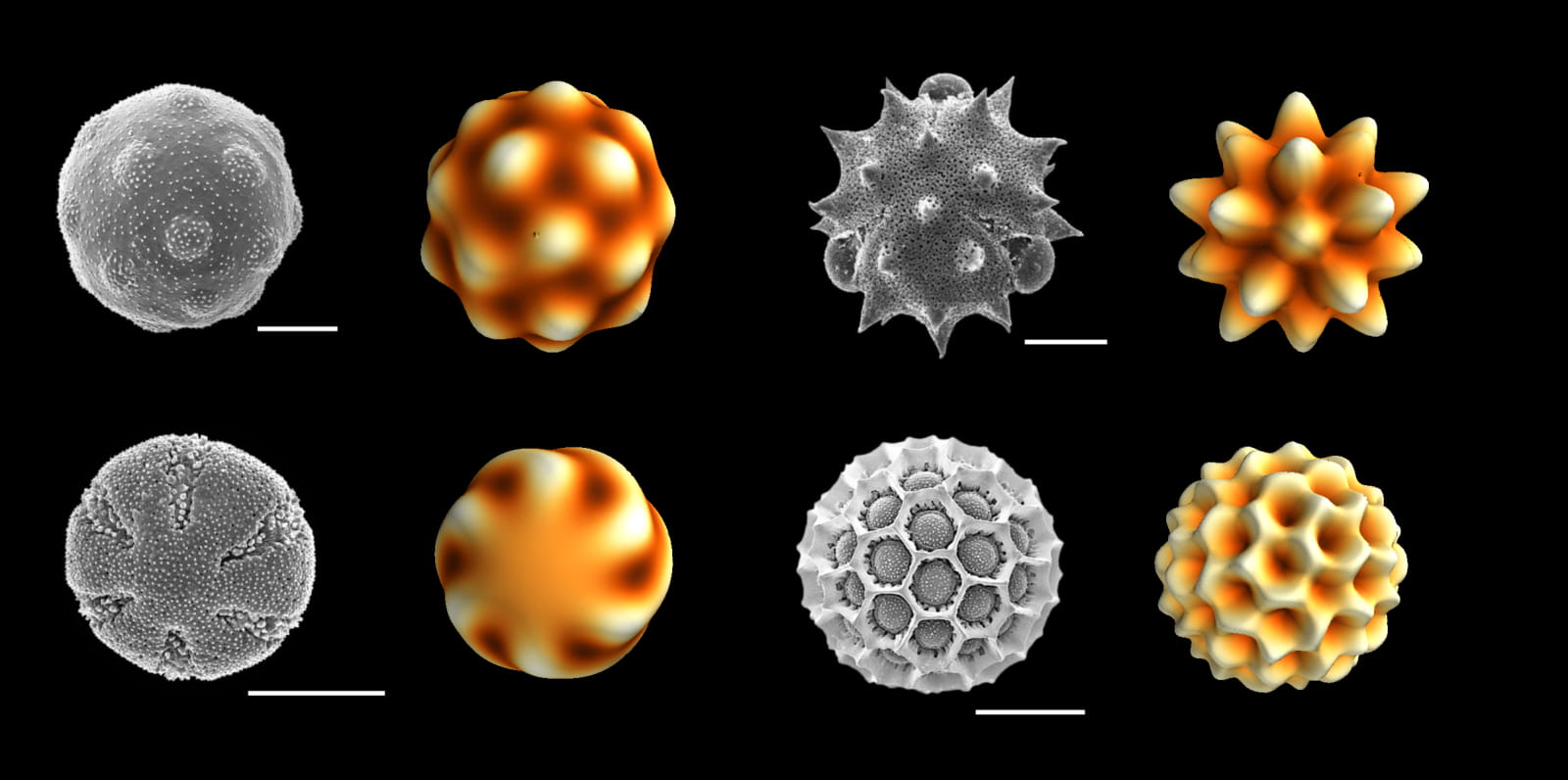 A physical model for forming patterns in pollen