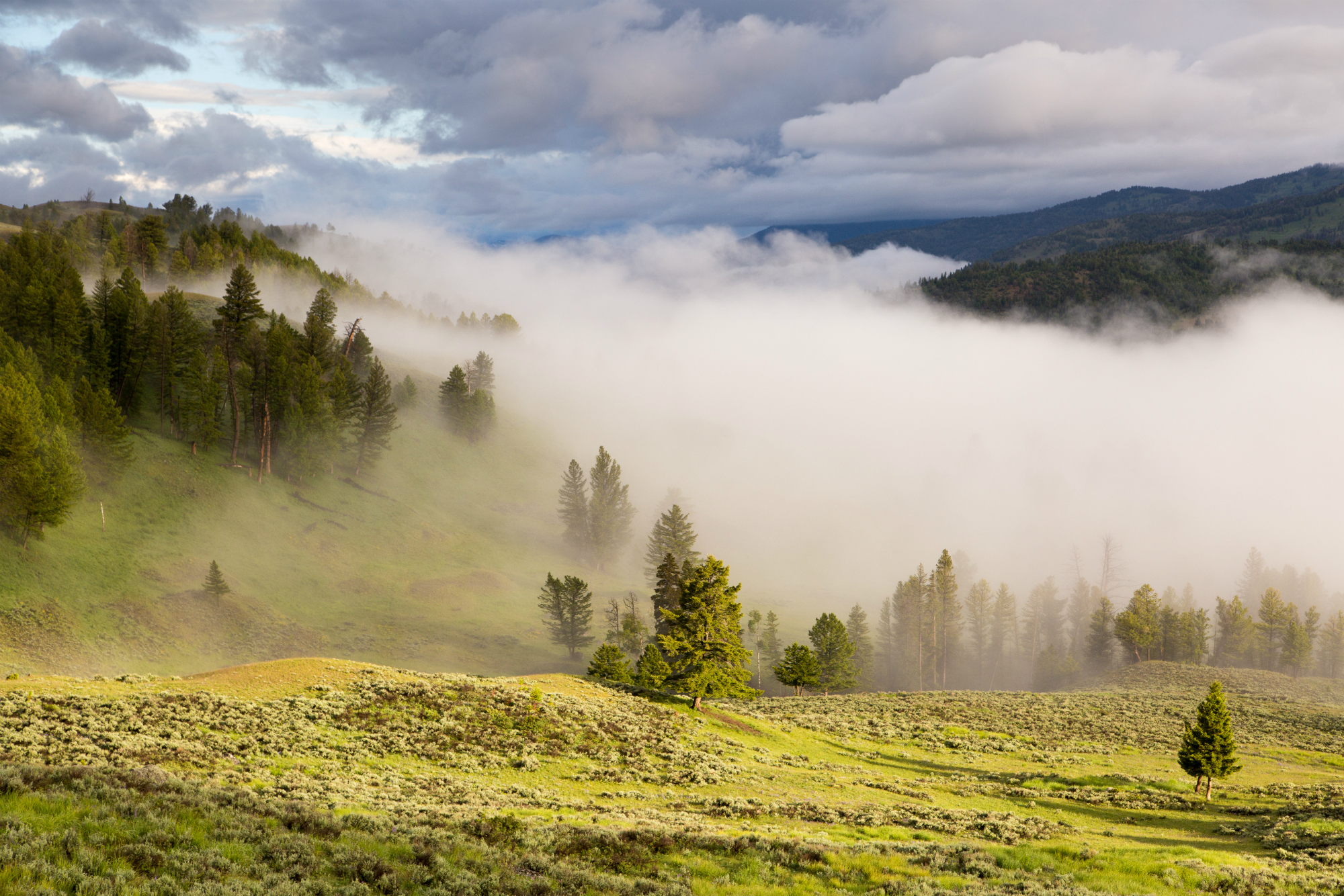 Fog rolls into a verdant valley with sunlight hitting the foreground. Evergreen trees dot the mountainside.