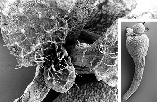 Scanning electron microscope image of plant parts. Main image is covered in spikes, smaller one looks smoother and less complex.