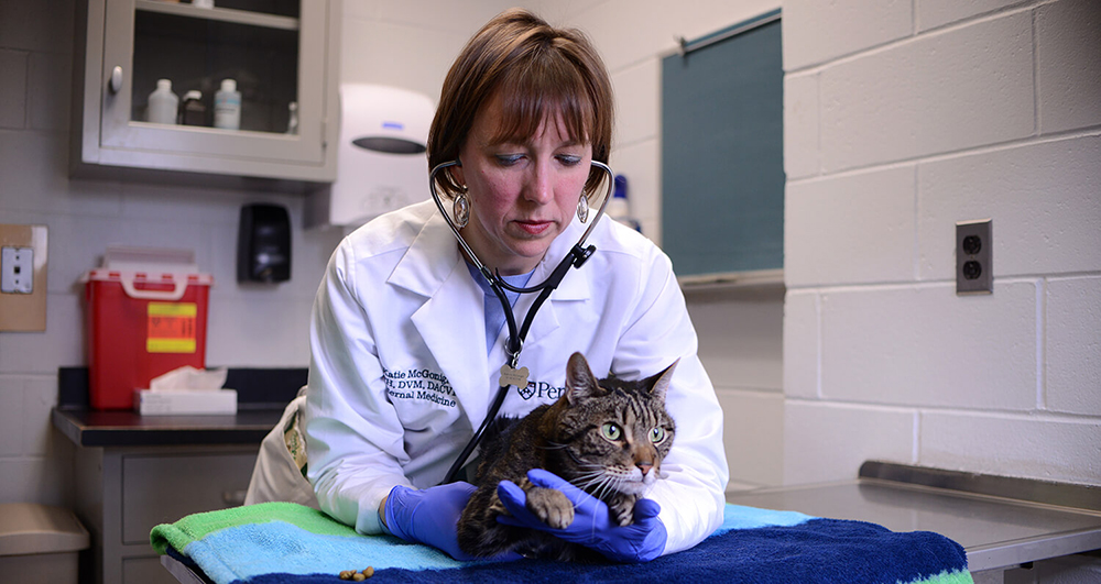 Joey the cat is examined by Kathryn McGonigle