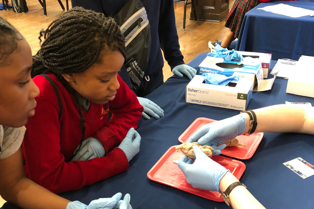 Elementary school students looking at sections of sheep brain