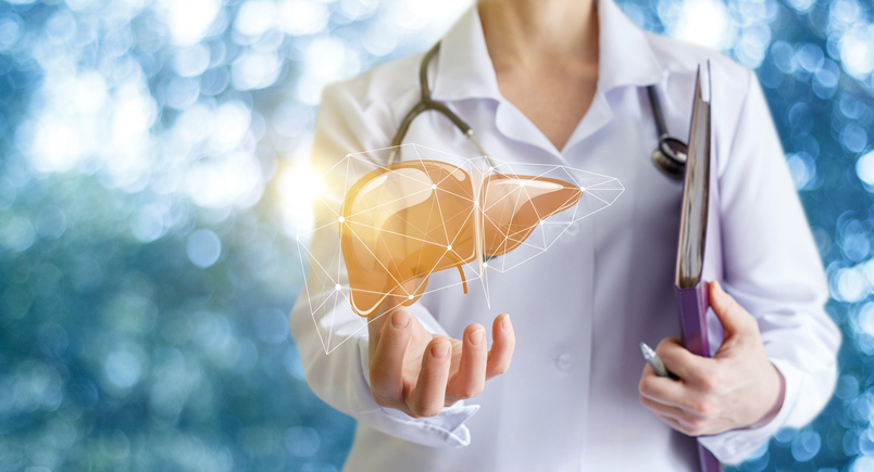 Stock image of medical professional with 3-D model of liver