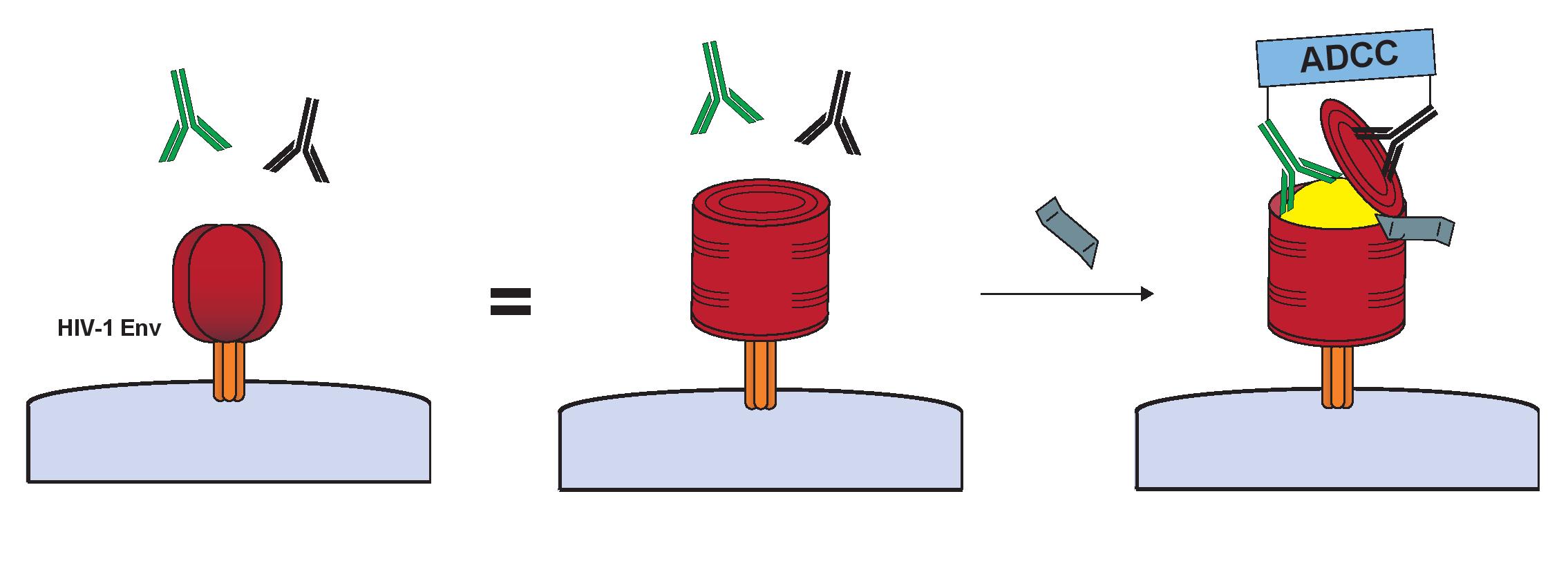 a cartoon of the HIV virus being wrapped by a can and opened by antibodies