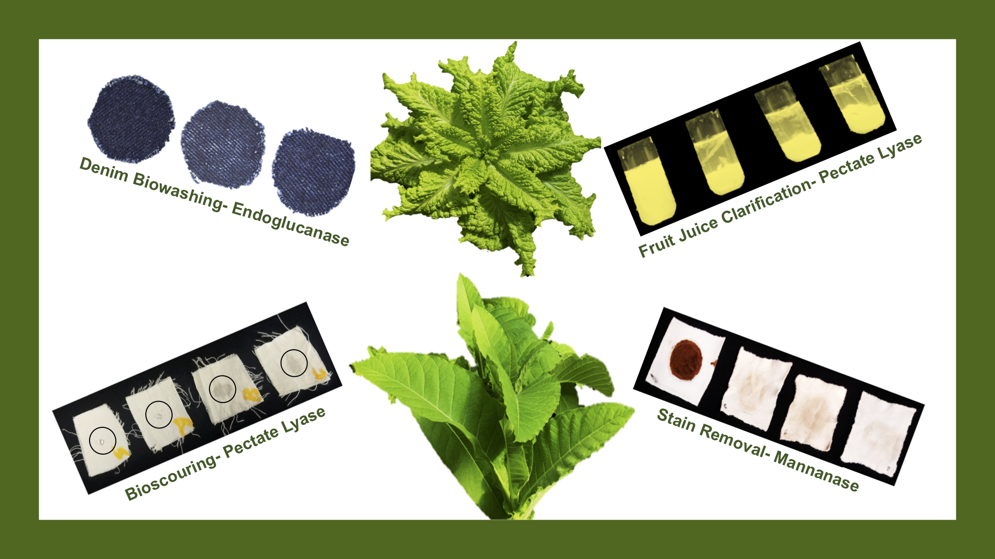 Plant leaves from two different species are surrounded by images of four different applications: denim biowashing - endoglucanase, bioscouring - pectate lyase, fruit juice clarification - pectate lyase, and stain removal - mannanase. 