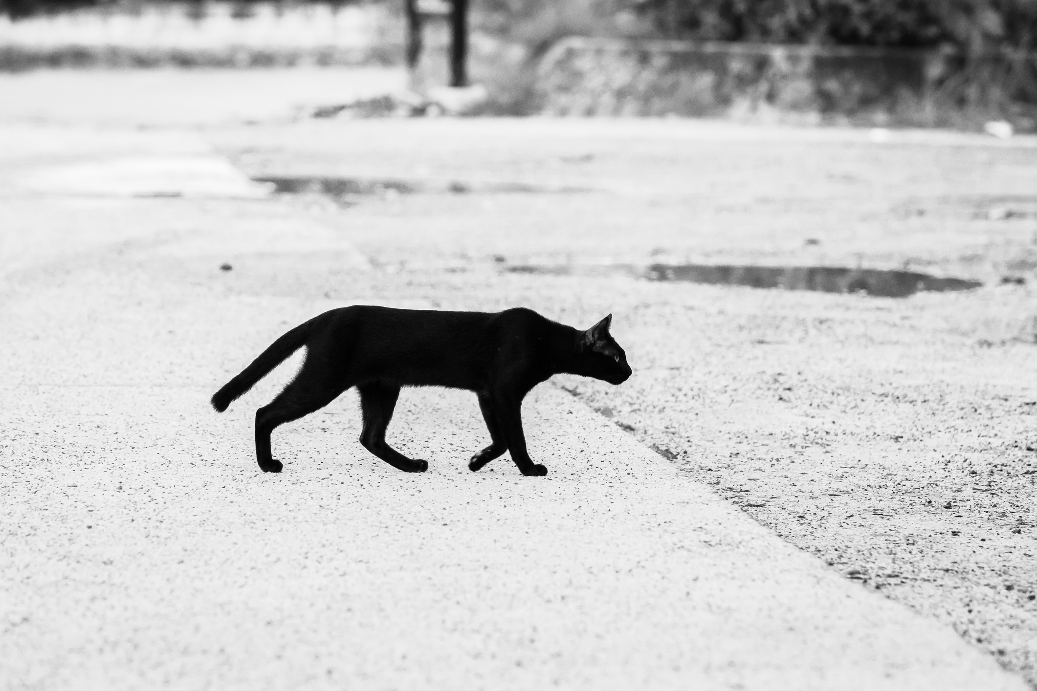 A black cat walking on a walkway