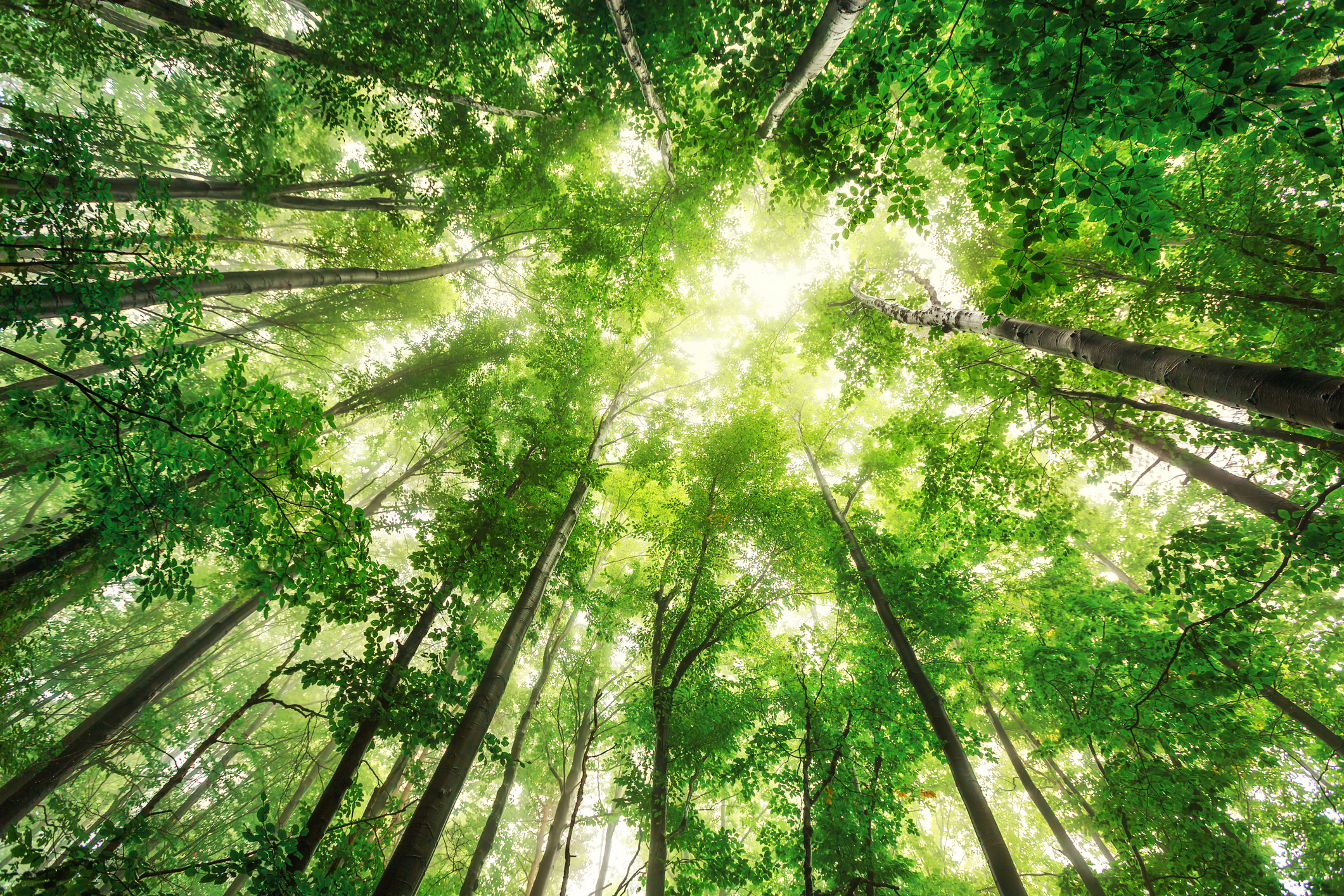 A view looking up into a forest of trees, with light streaming through. 