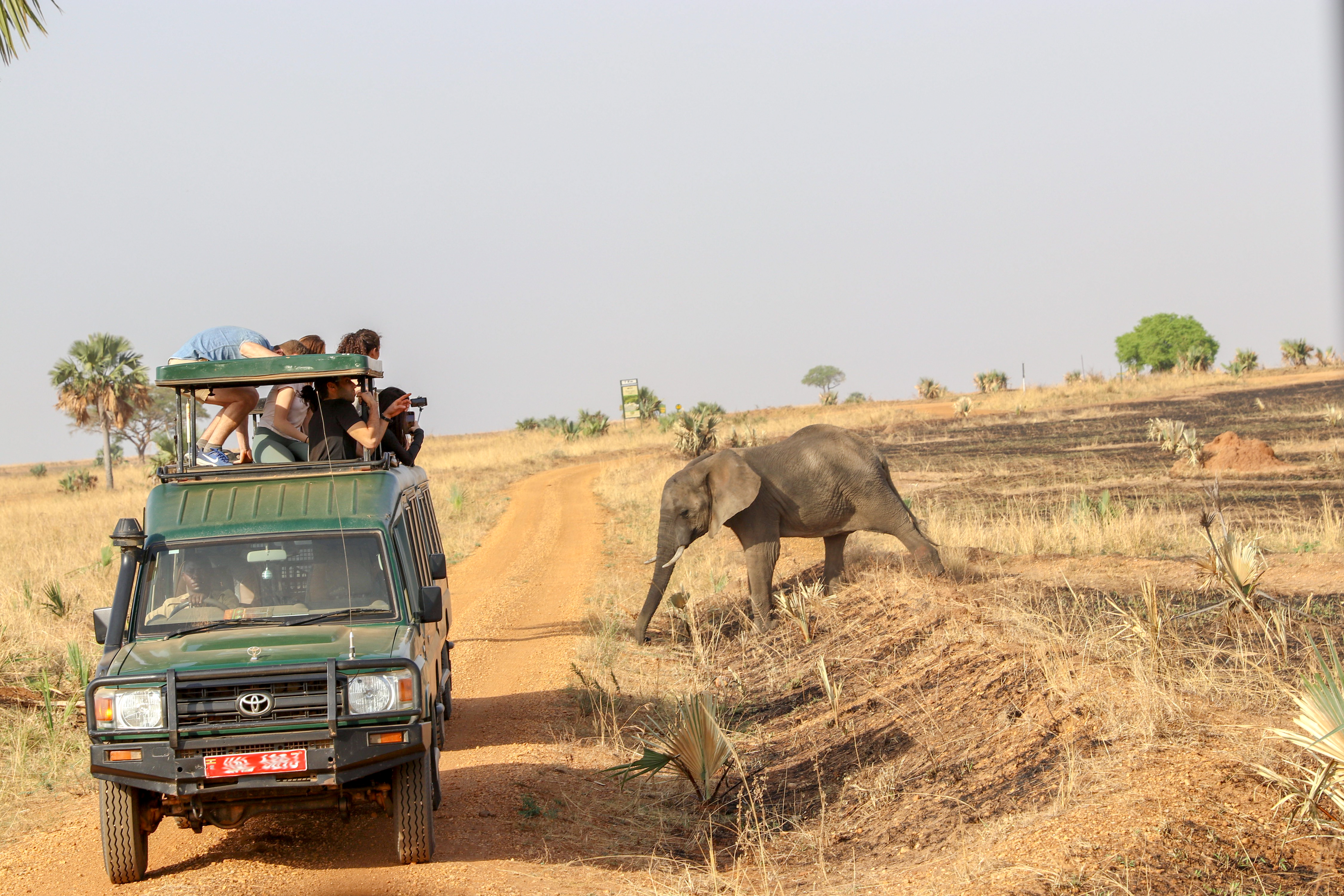 Safari truck with group looking at elephant