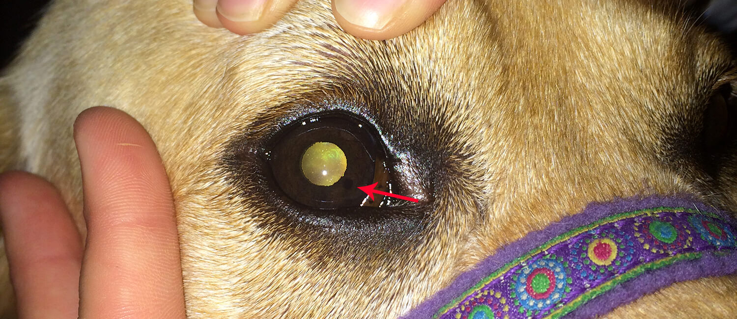 Closeup of a dog's eye with an arrow pointing to a small lesion on the iris